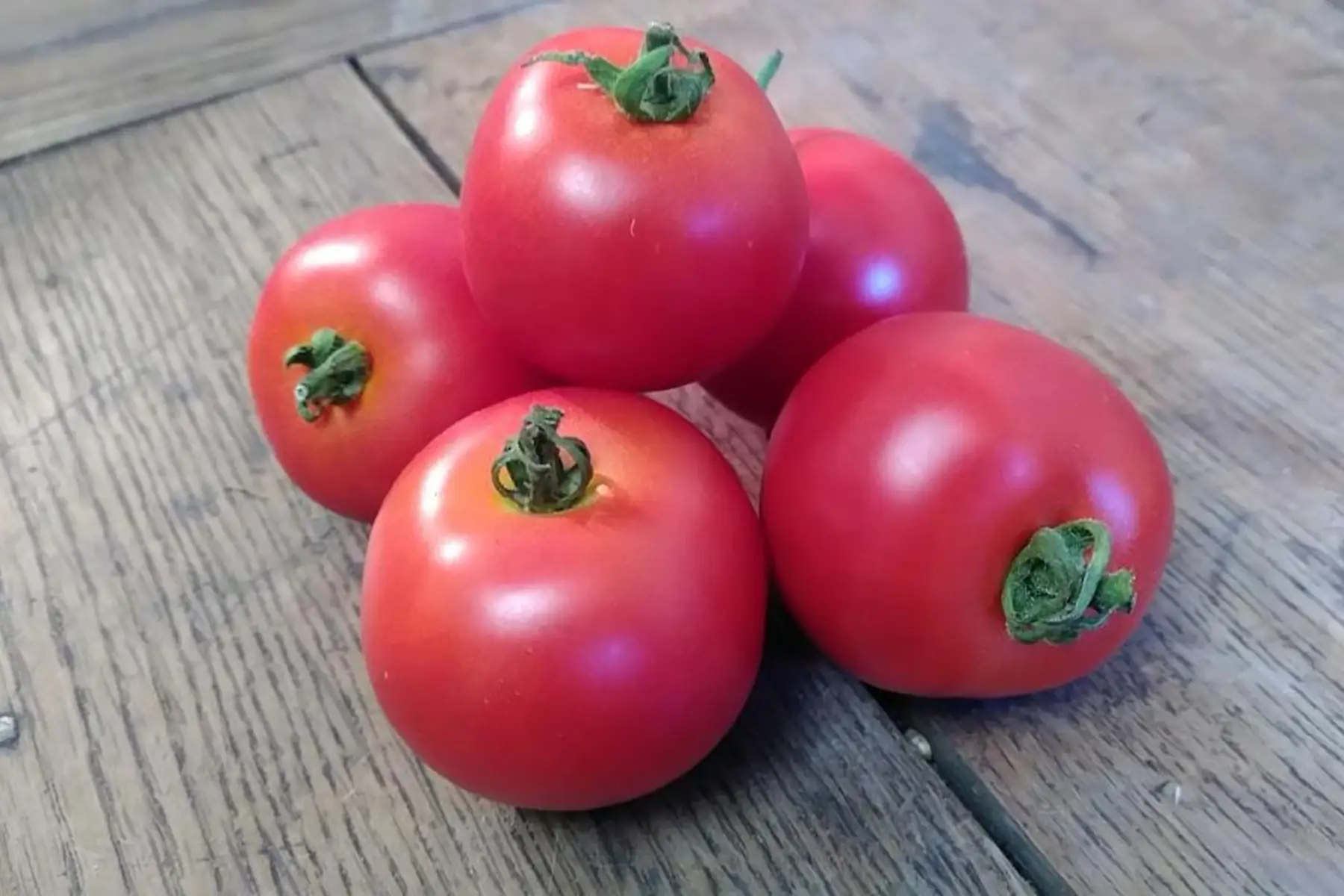 Tomate ronde