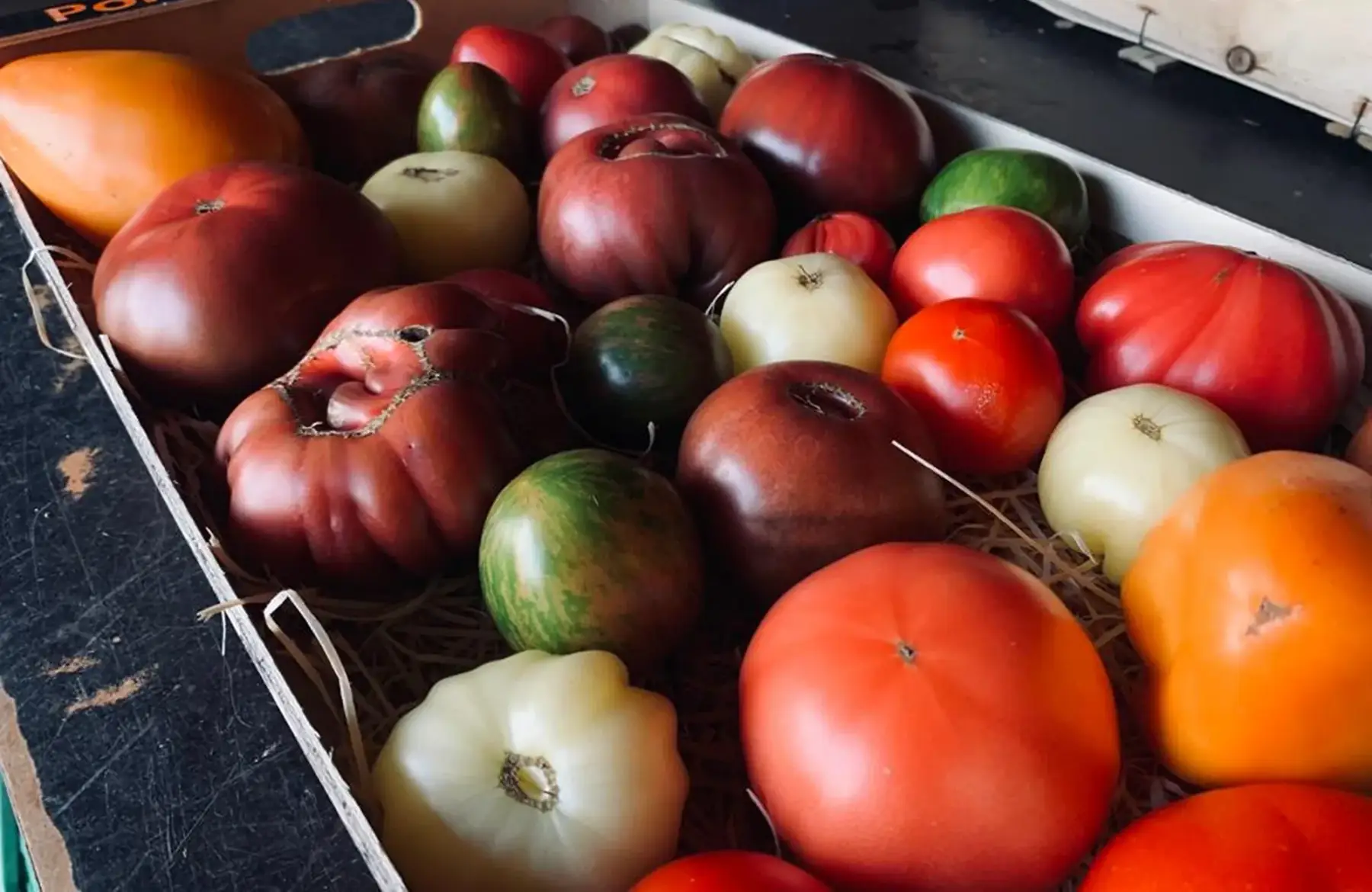 Tomate variété ancienne