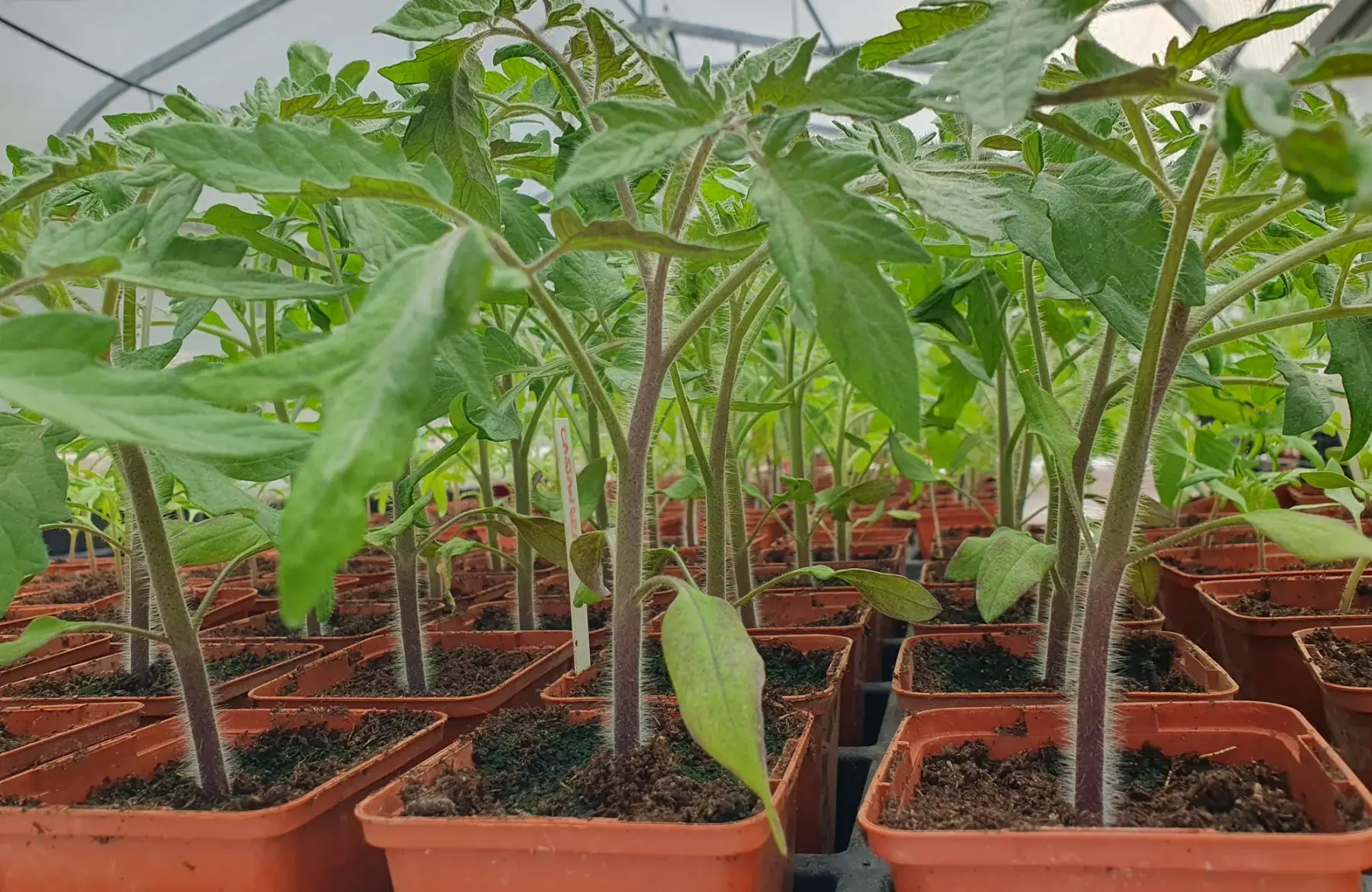 Plant tomate