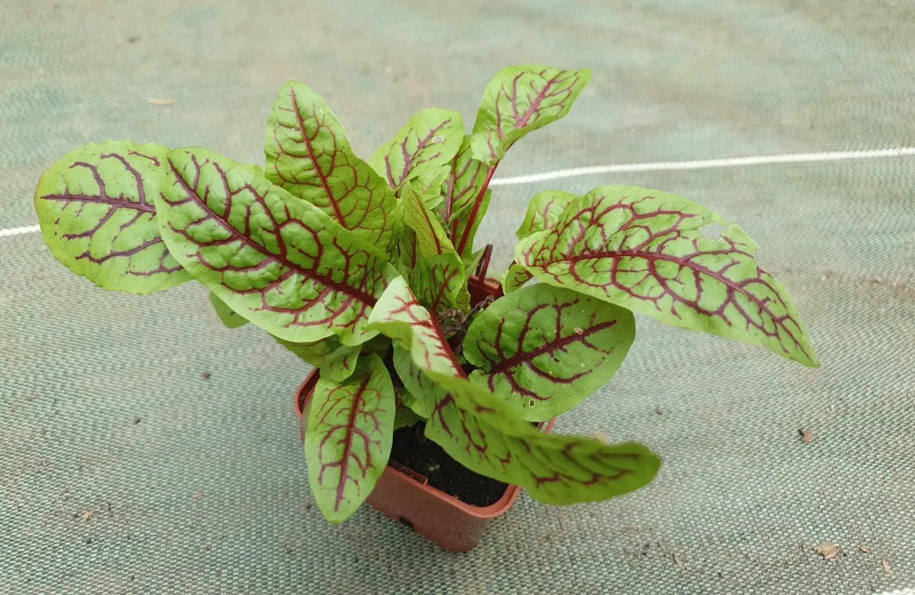 Plant oseille sanguine