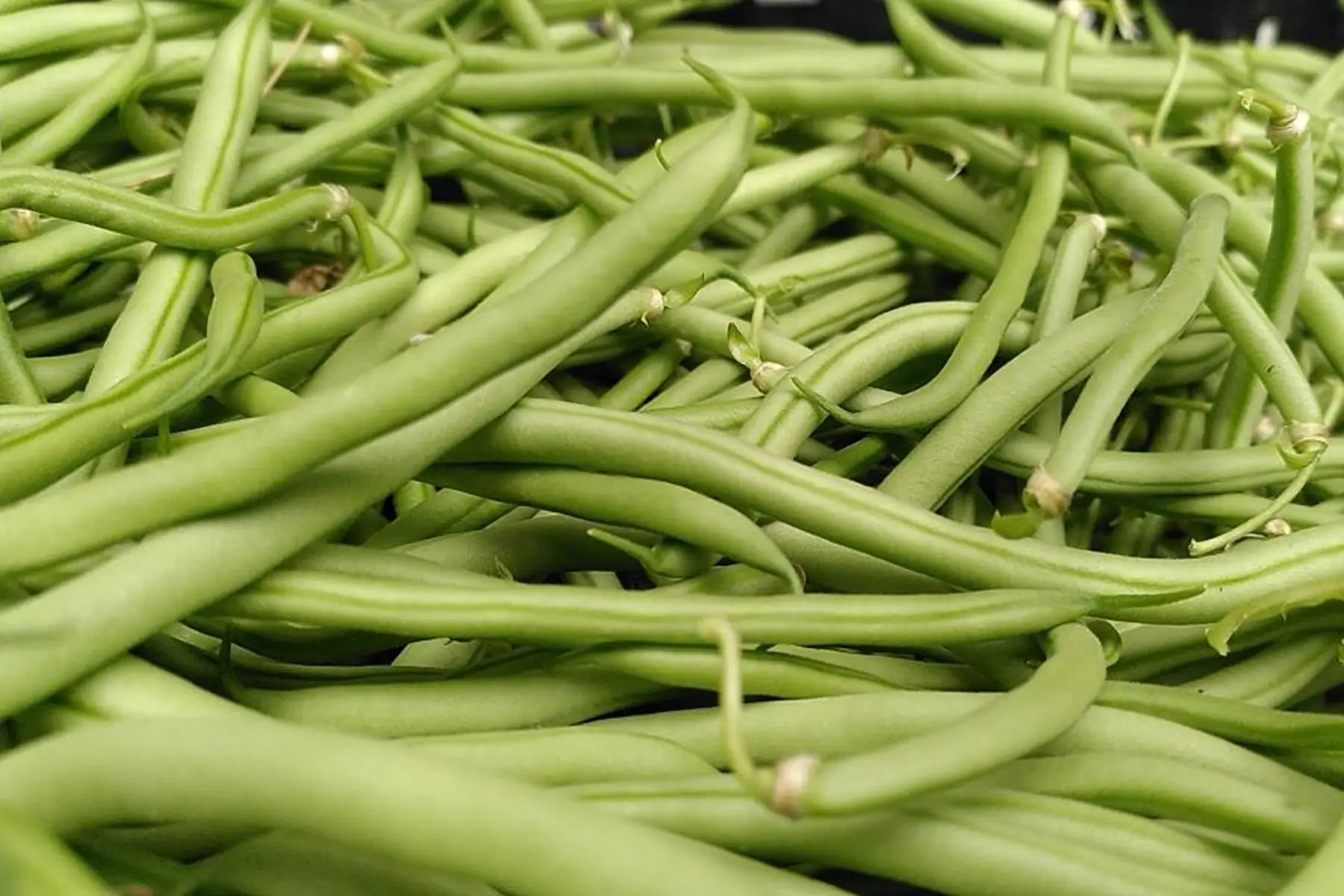Haricot vert