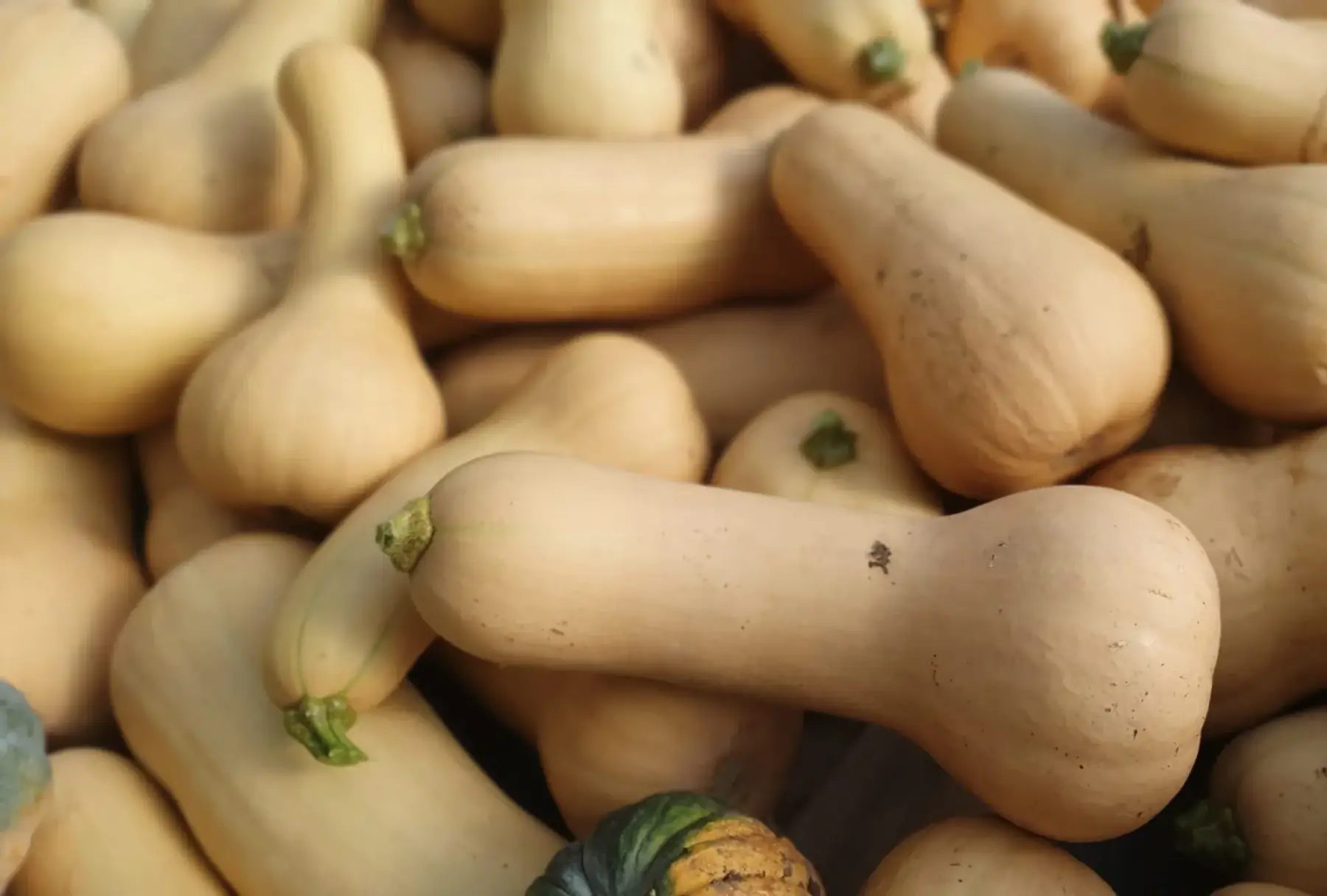 Butternut