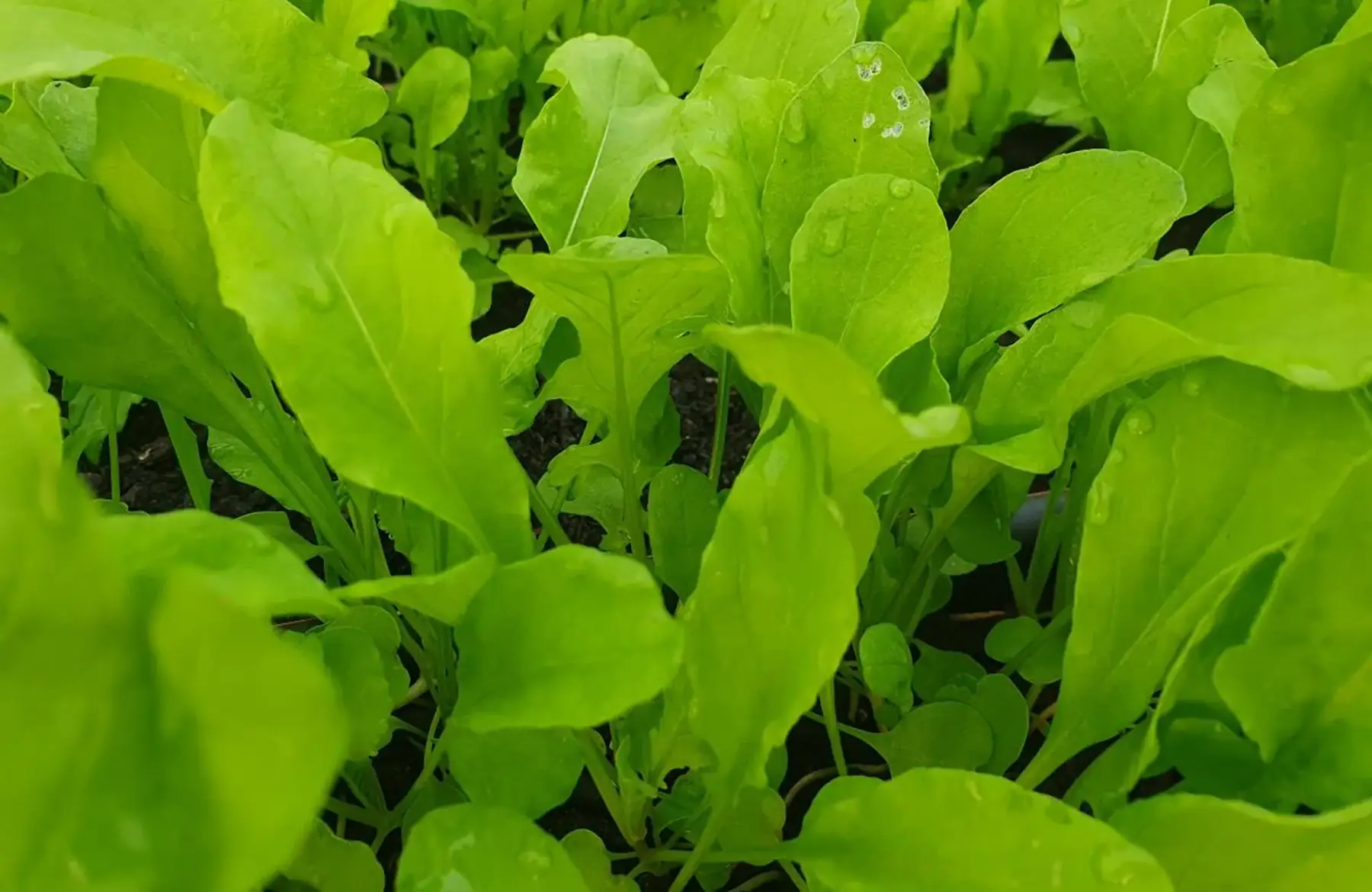 Roquette