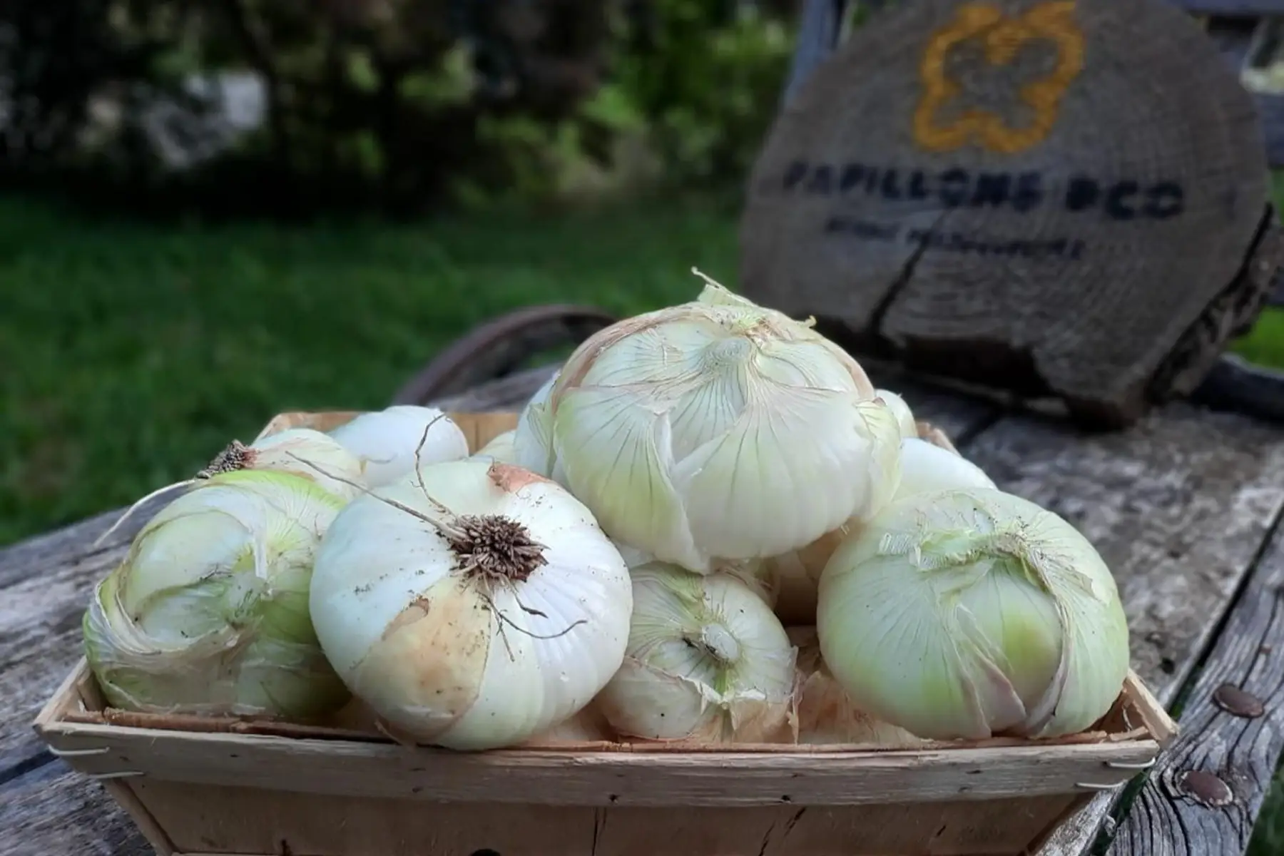 Oignon doux de Lézignan
