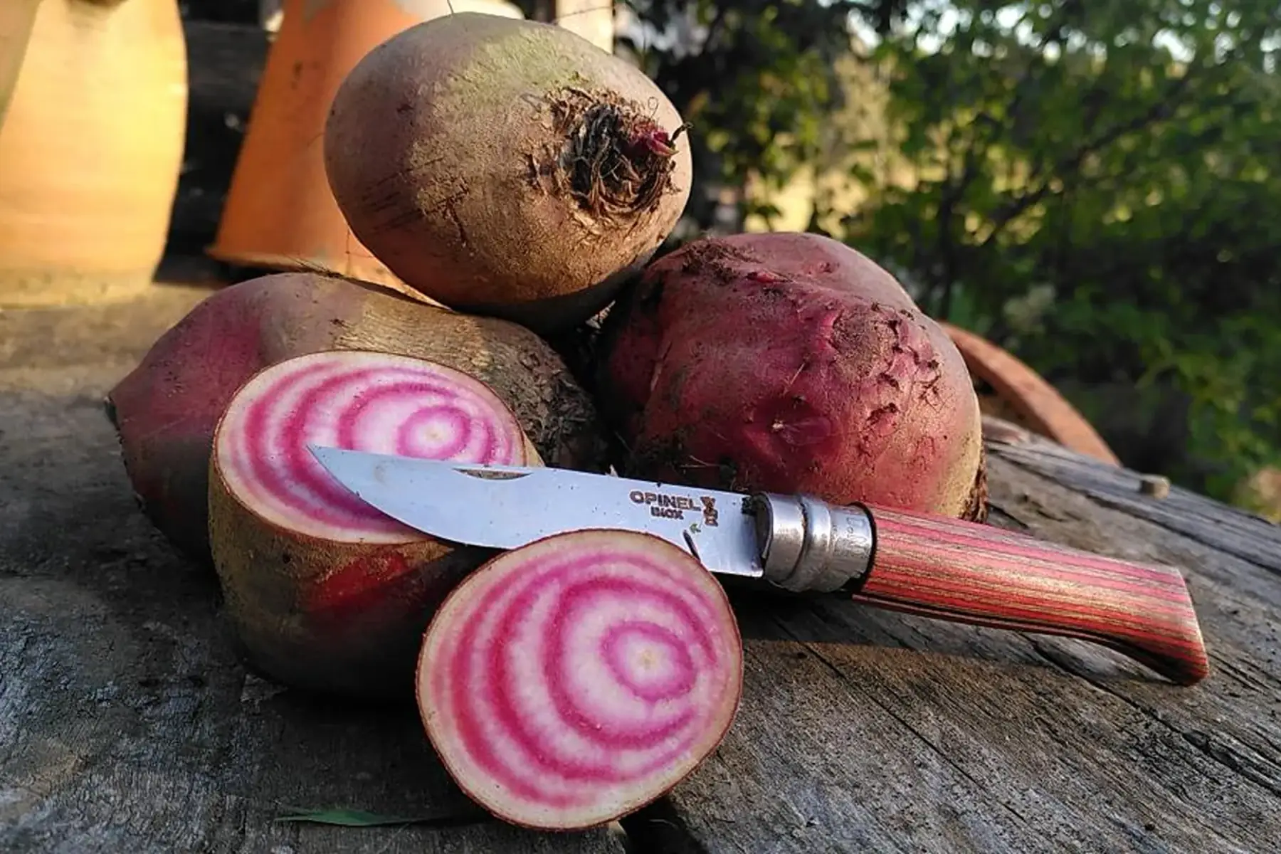Betterave chioggia