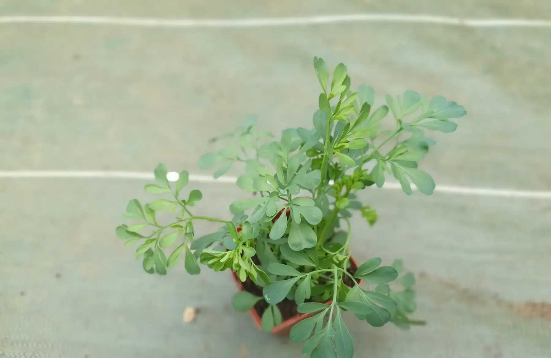 Plant rue officinale