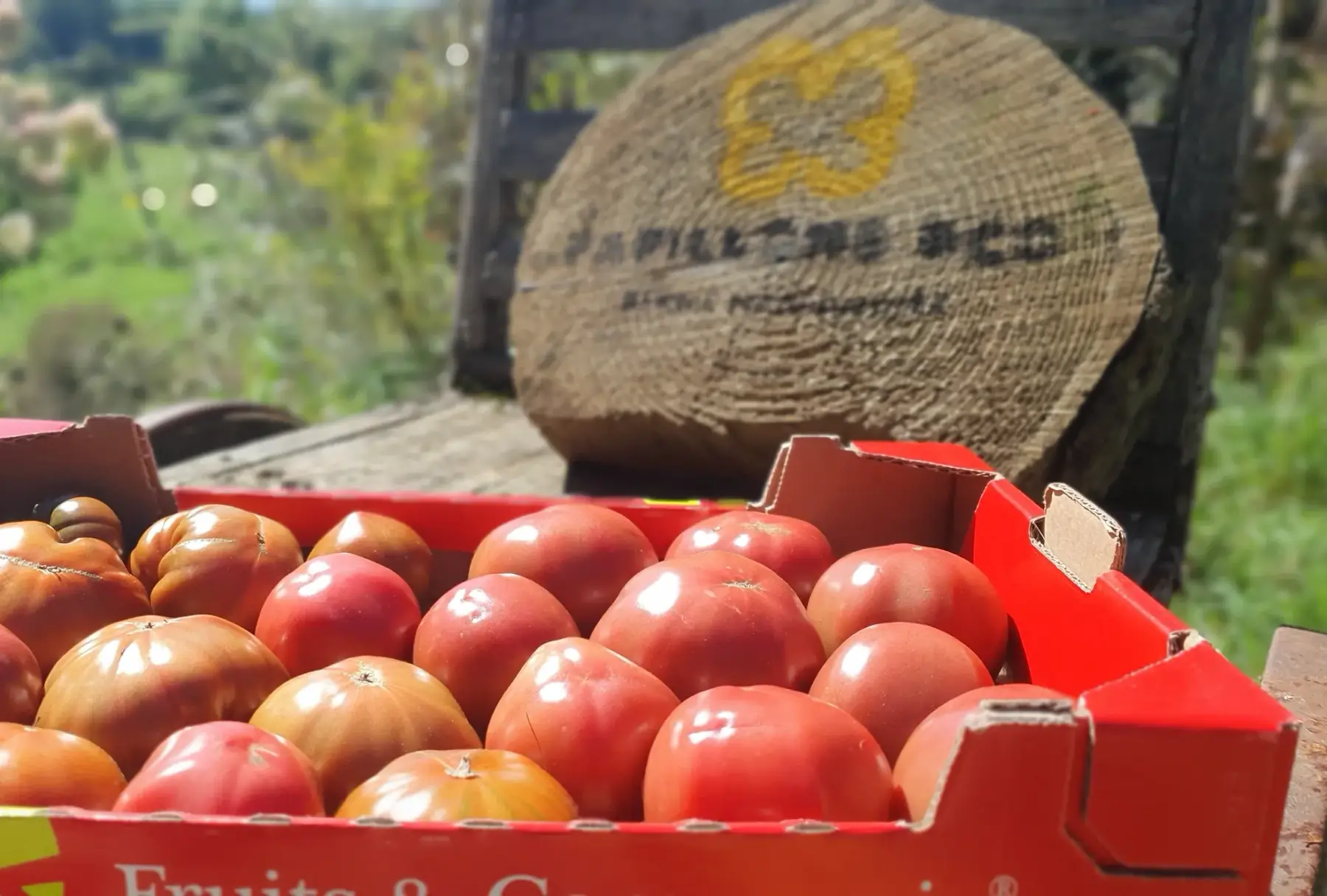 Plateau tomates
