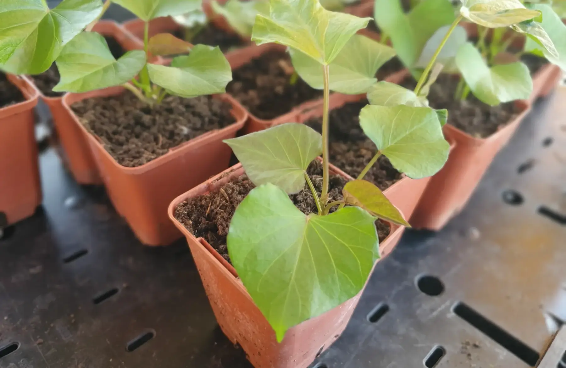 Plant patate douce PROMO
