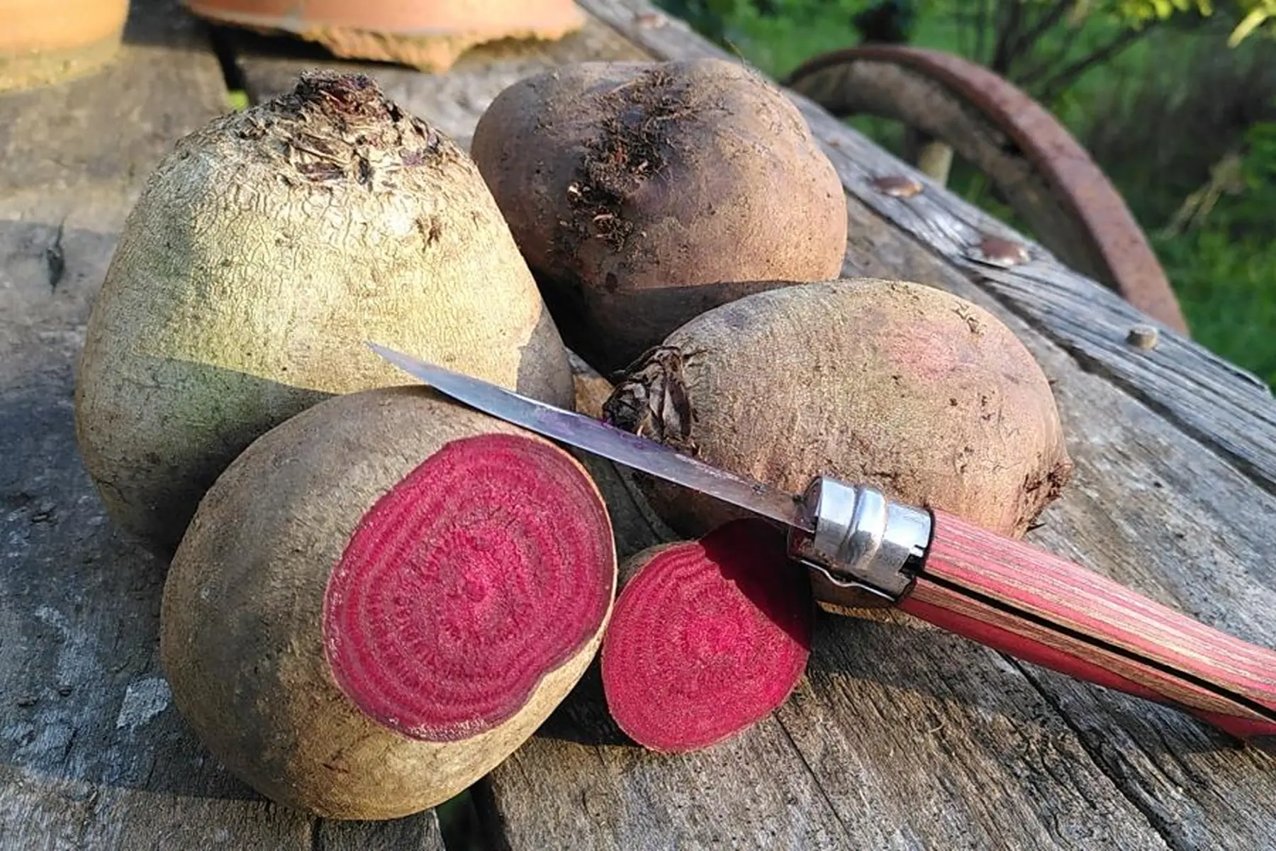 Betterave rouge