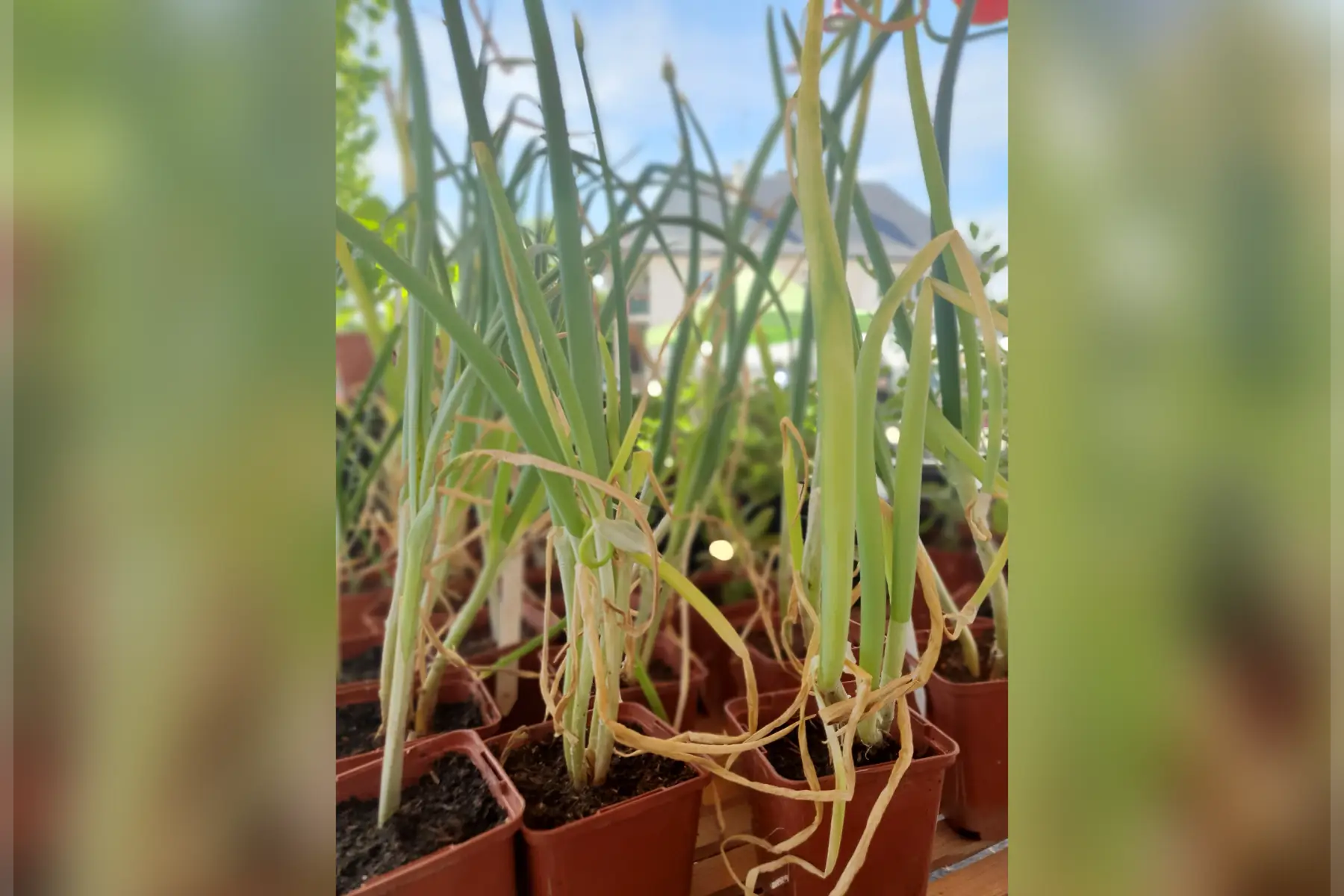 Plant oignon rocambole PROMO