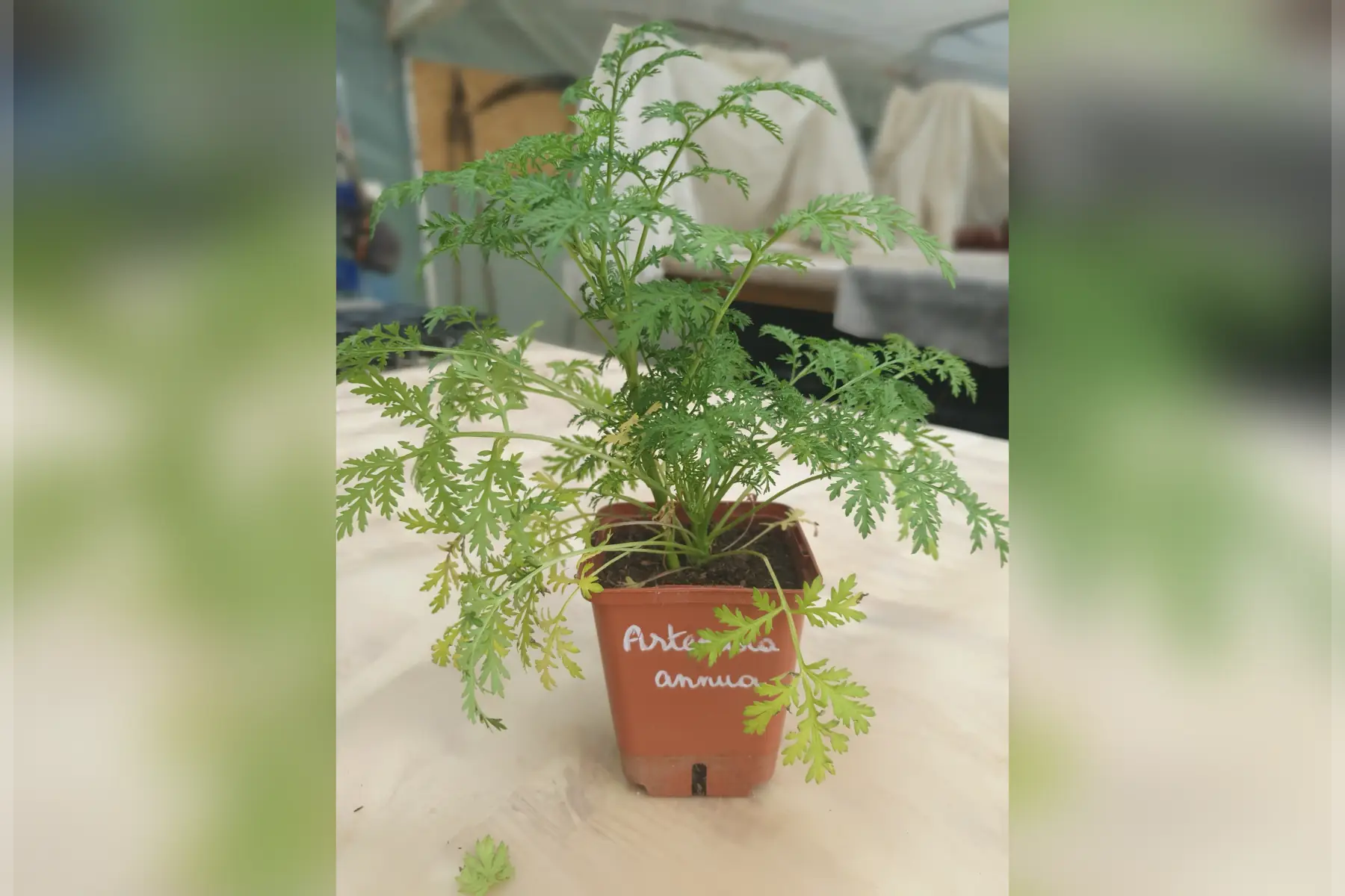 Plant artemisia annua PROMO