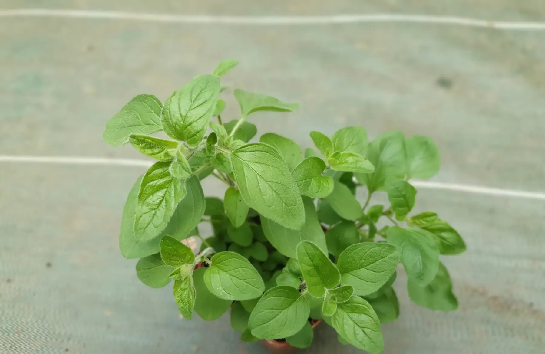 Plant origan PROMO