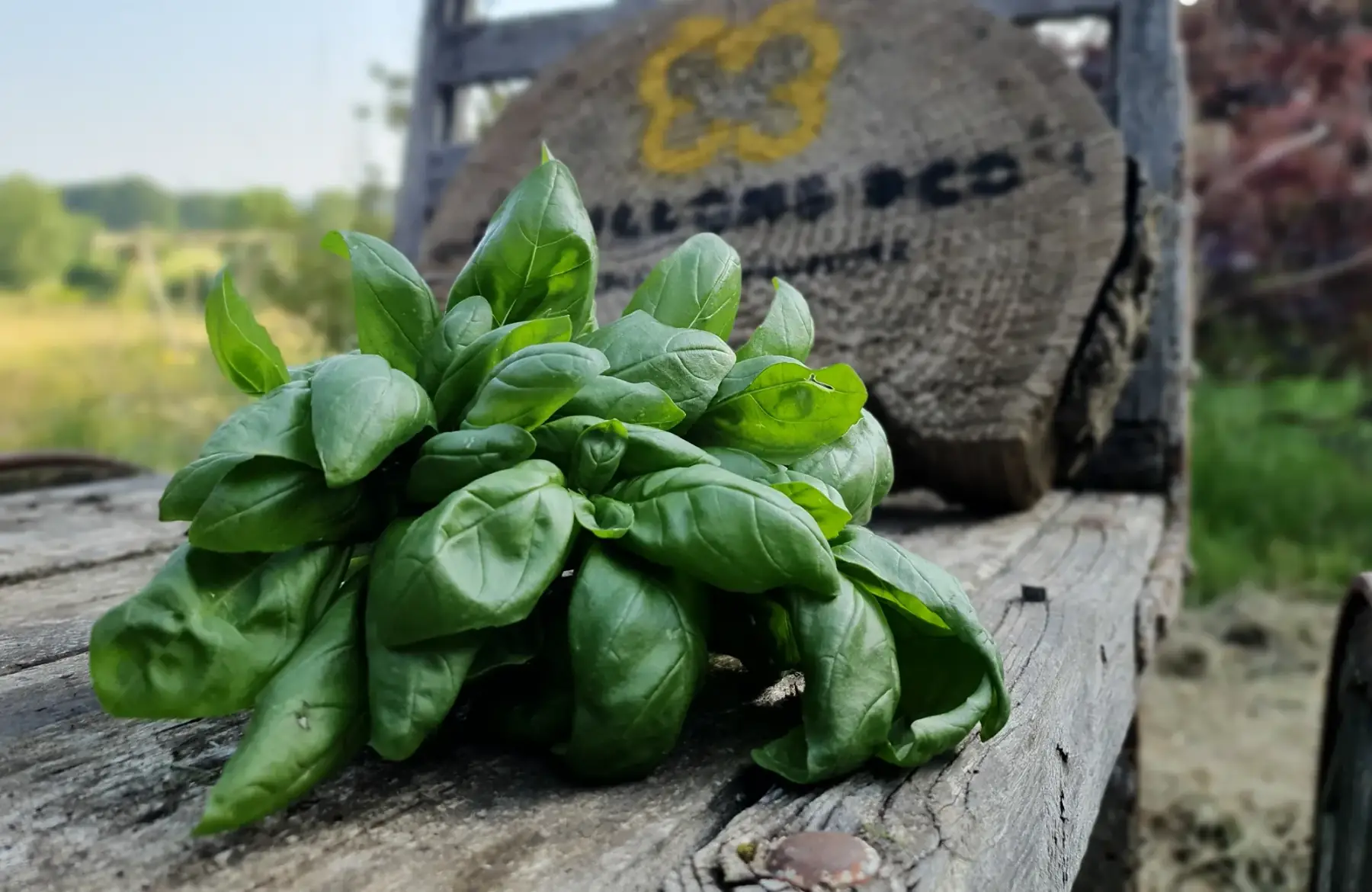 Bouquet basilic