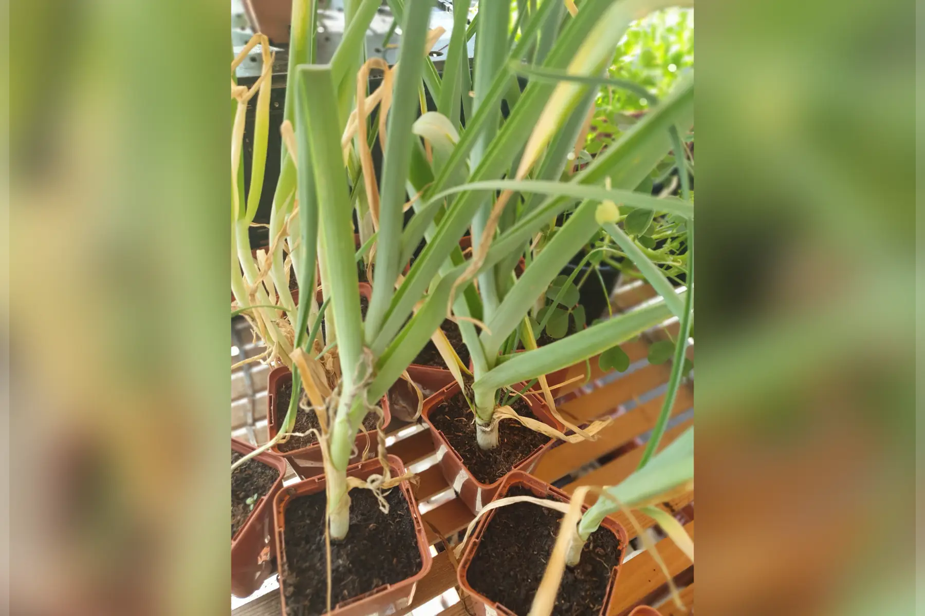Plant poireau perpétuel