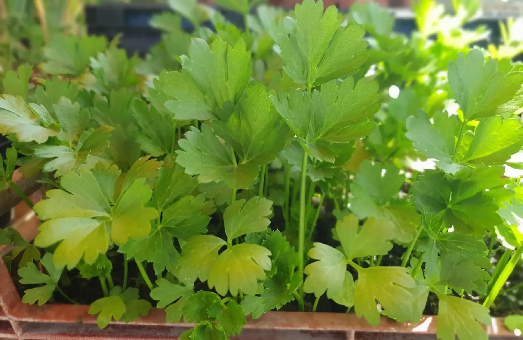 Plant céleri rave Prinz PROMO