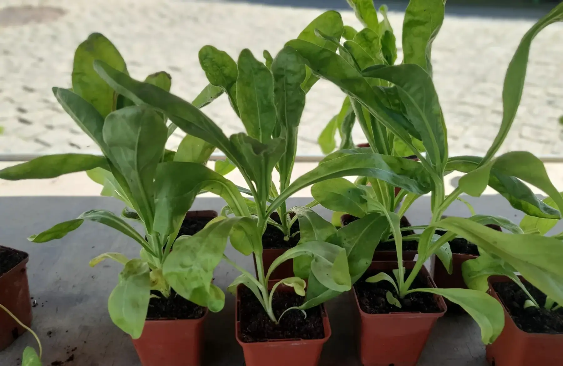 Plant soucis officinal
