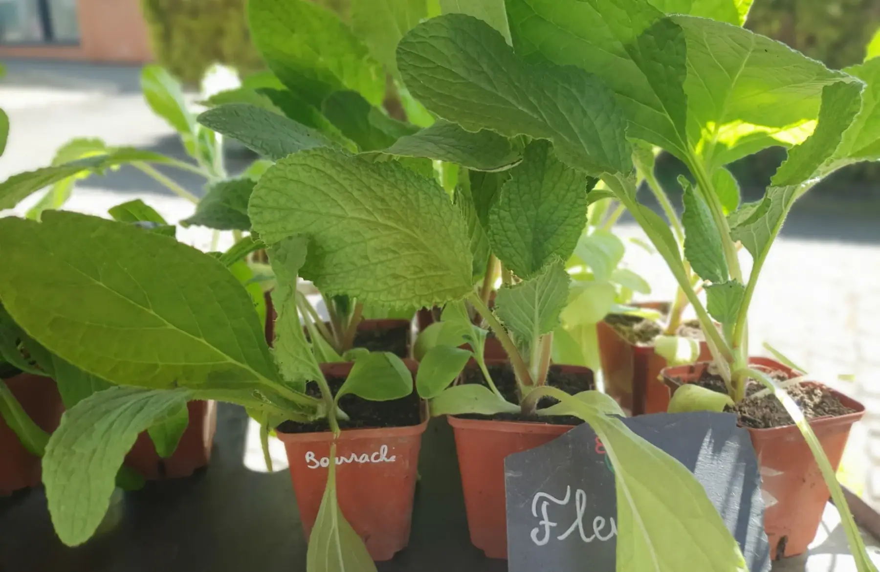 Plant bourrache