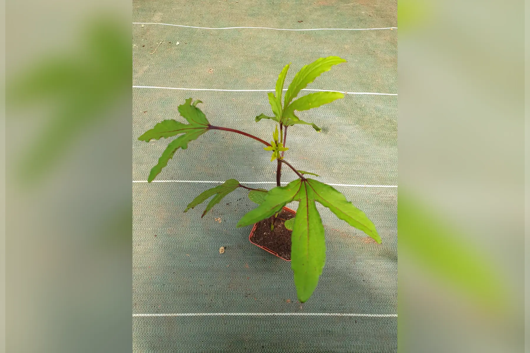Plant oseille de Guinée (hibiscus bissap)