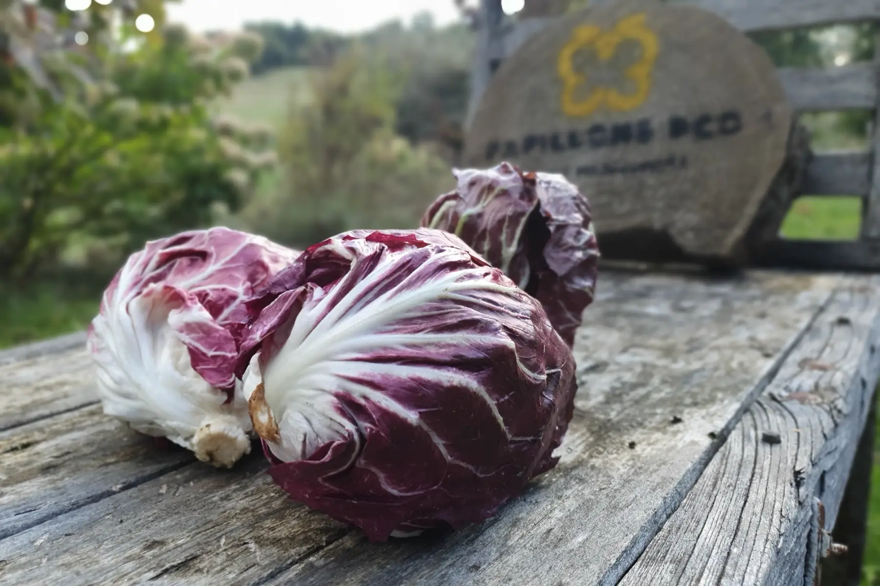 Chicorée Palla rossa