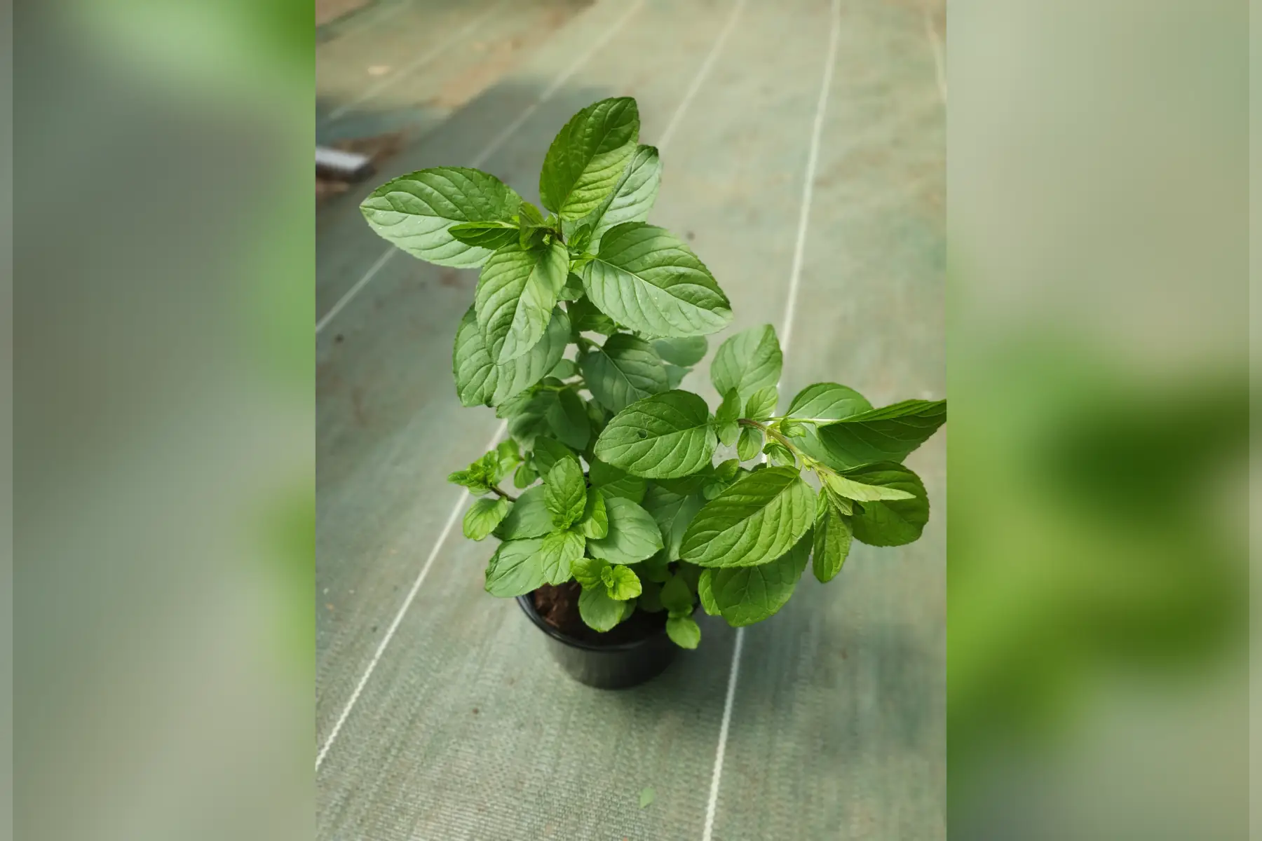Plant menthe bergamote