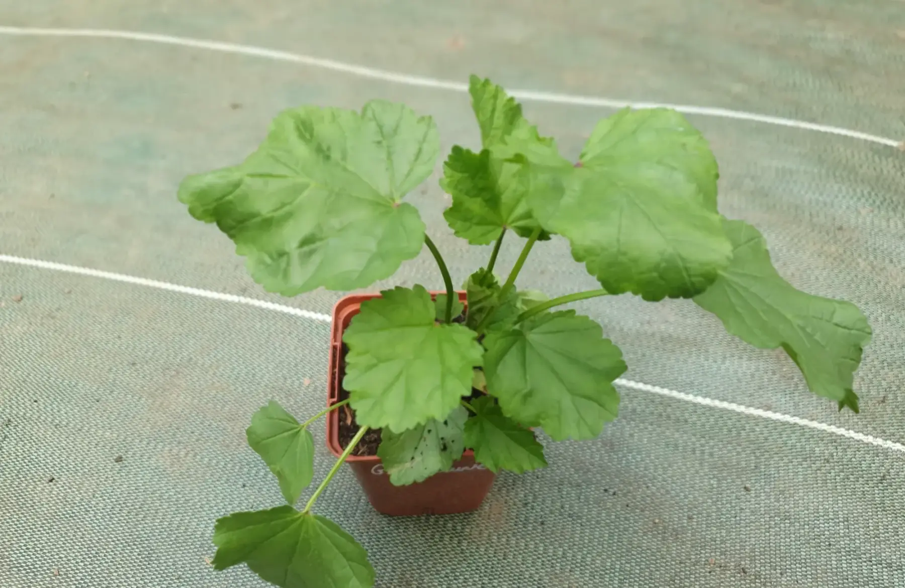 Plant guimauve