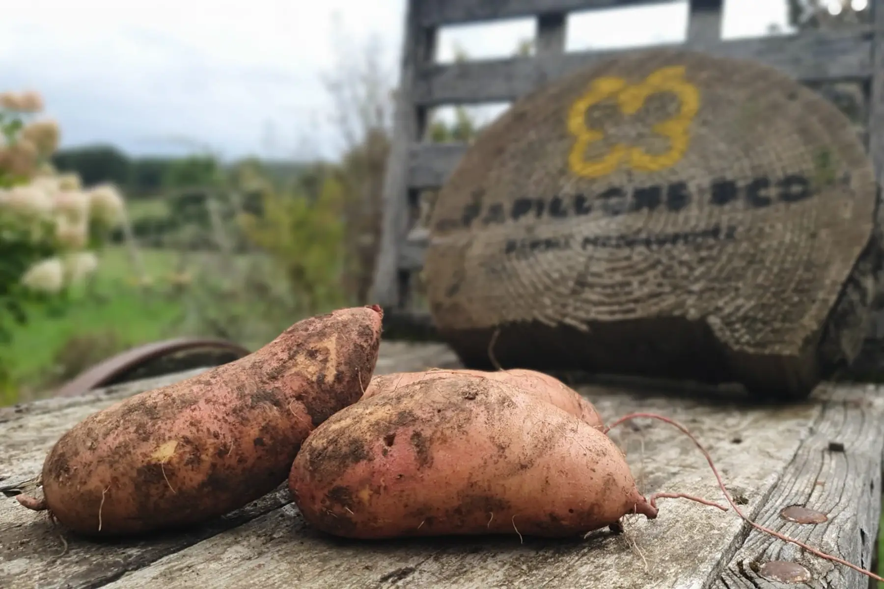 Patate douce