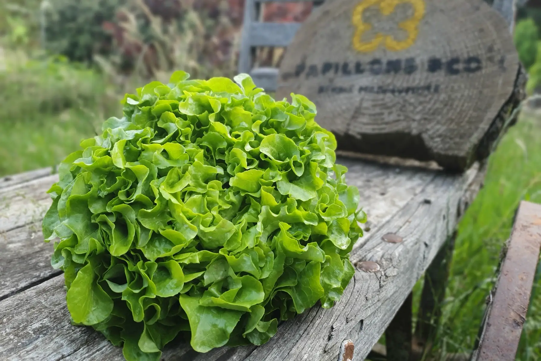 Feuille de chêne verte