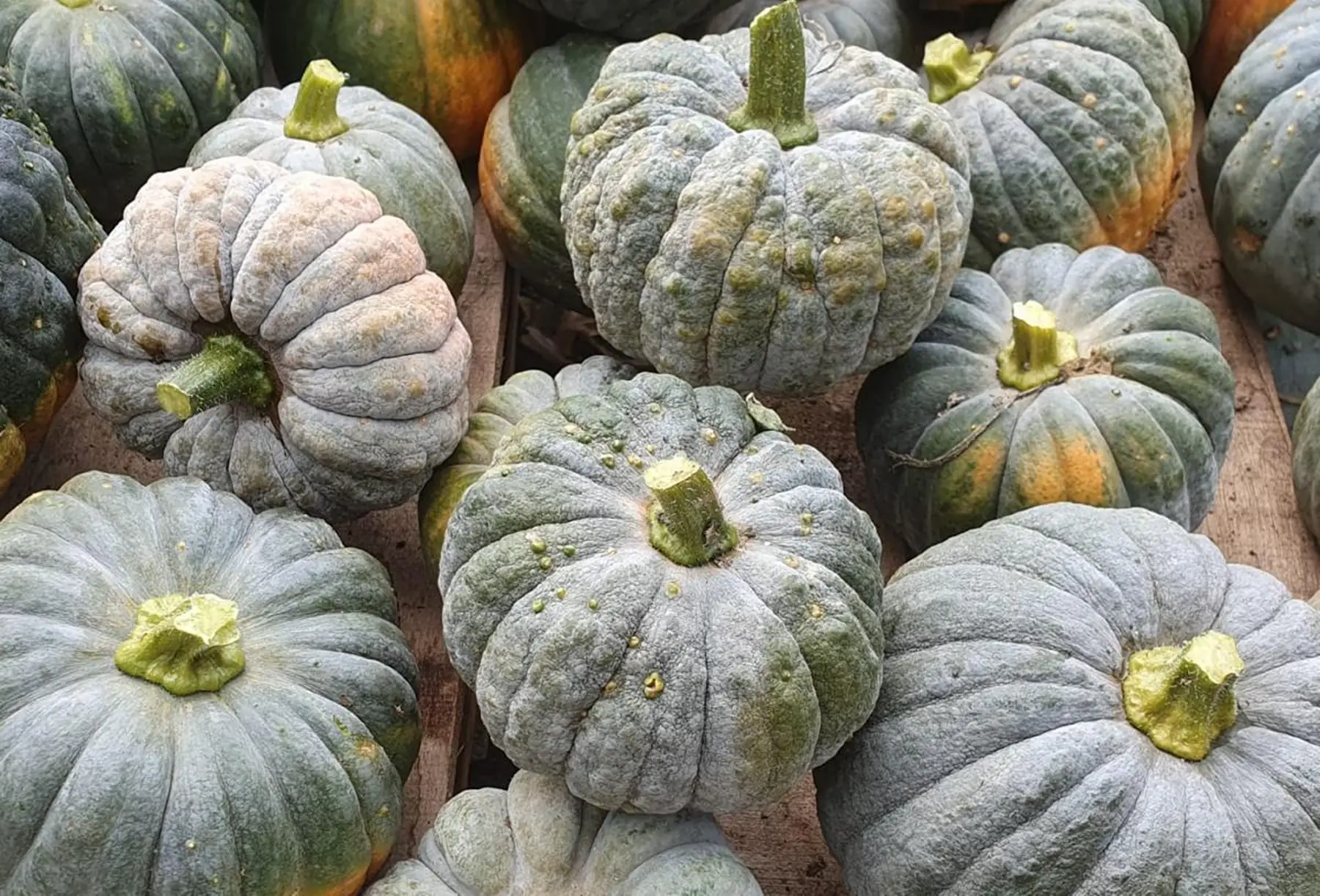 Courge Futsu Black