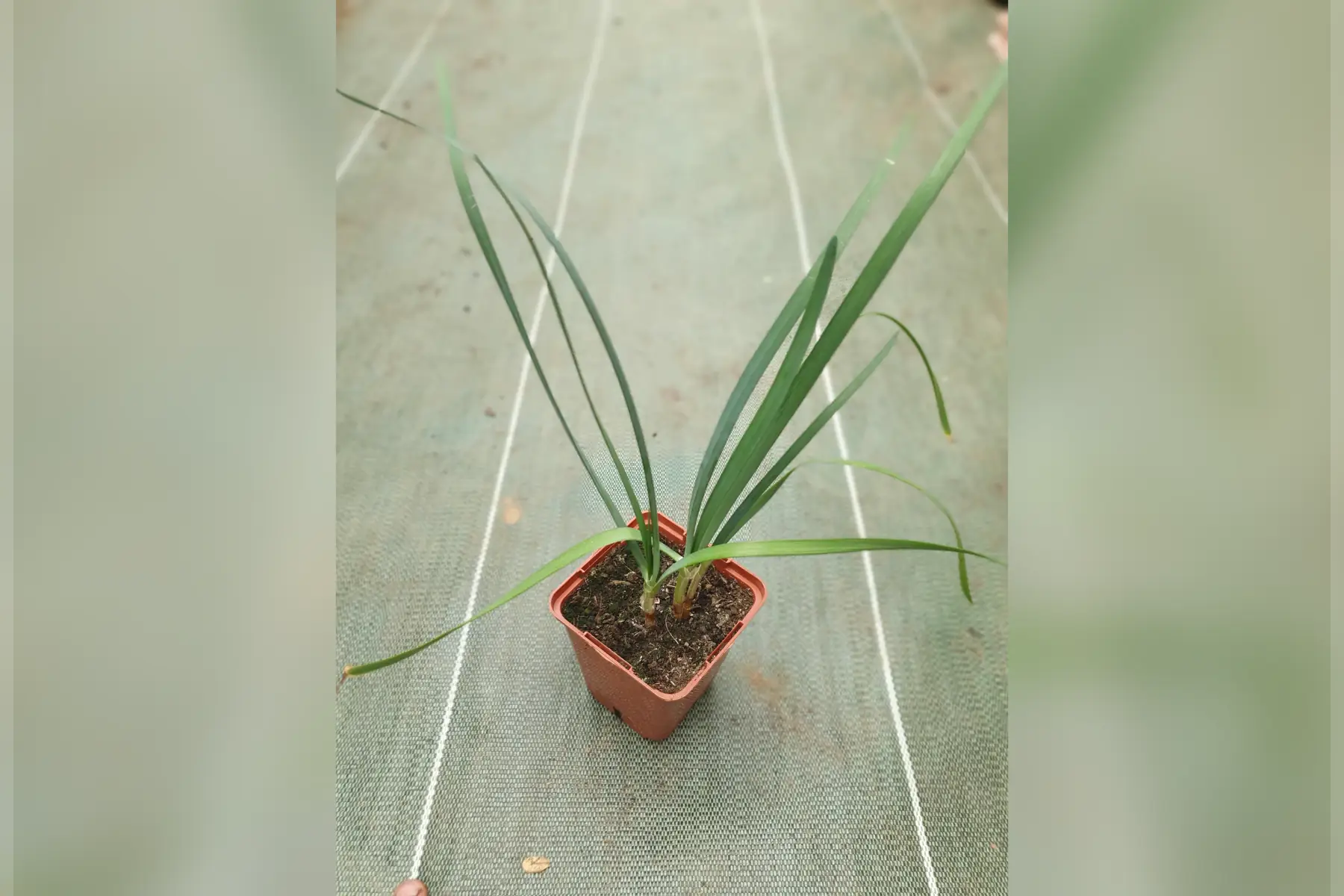 Plant ciboule de Chine PROMO