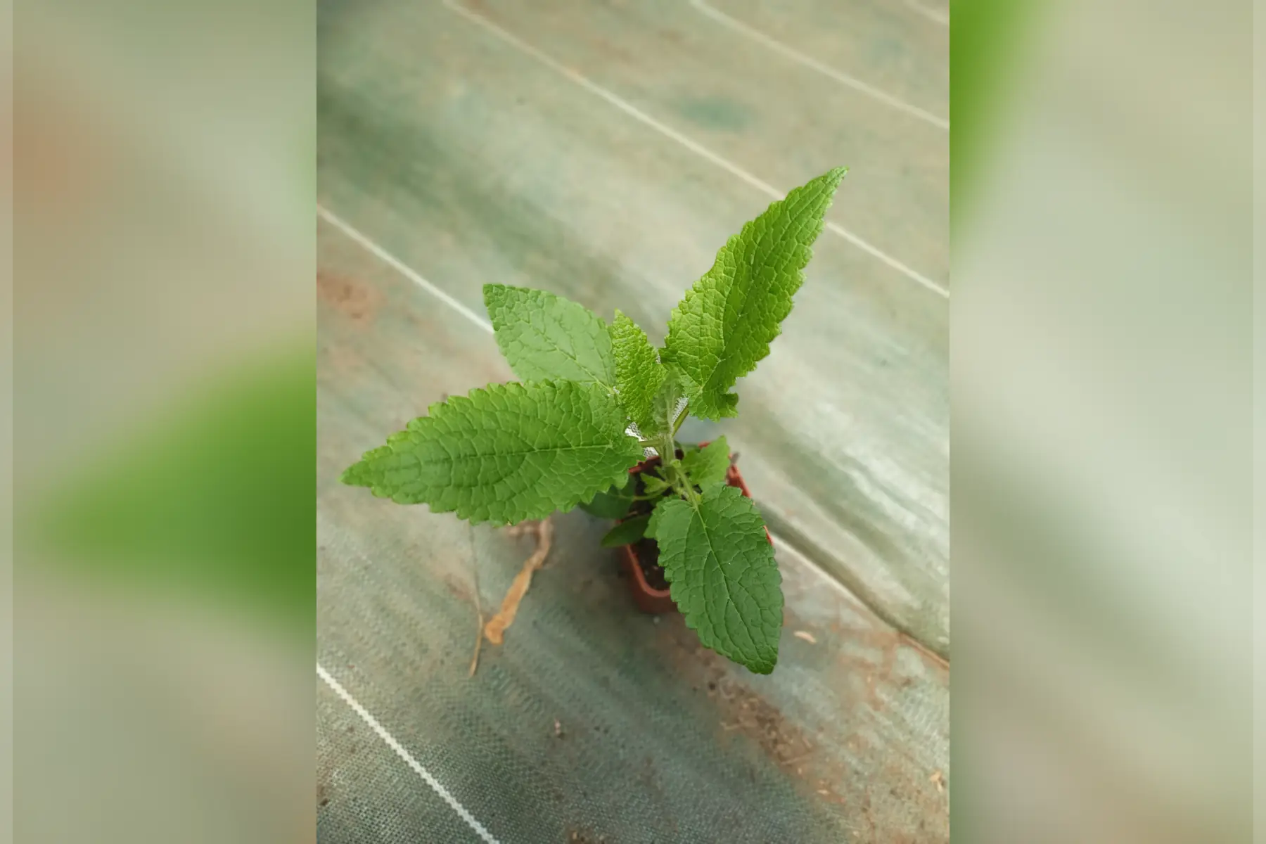 Plant crosne du japon PROMO
