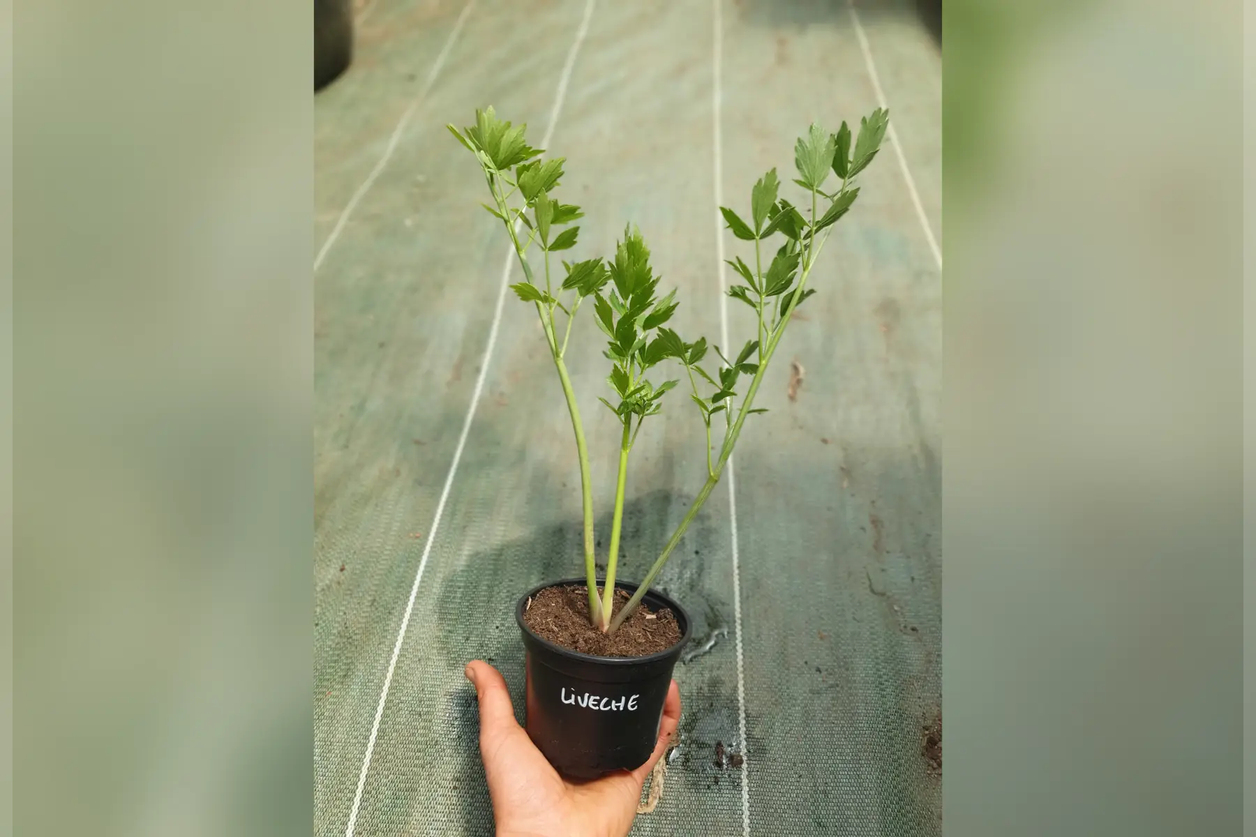 Plant livèche (céleri perpétuel) PROMO