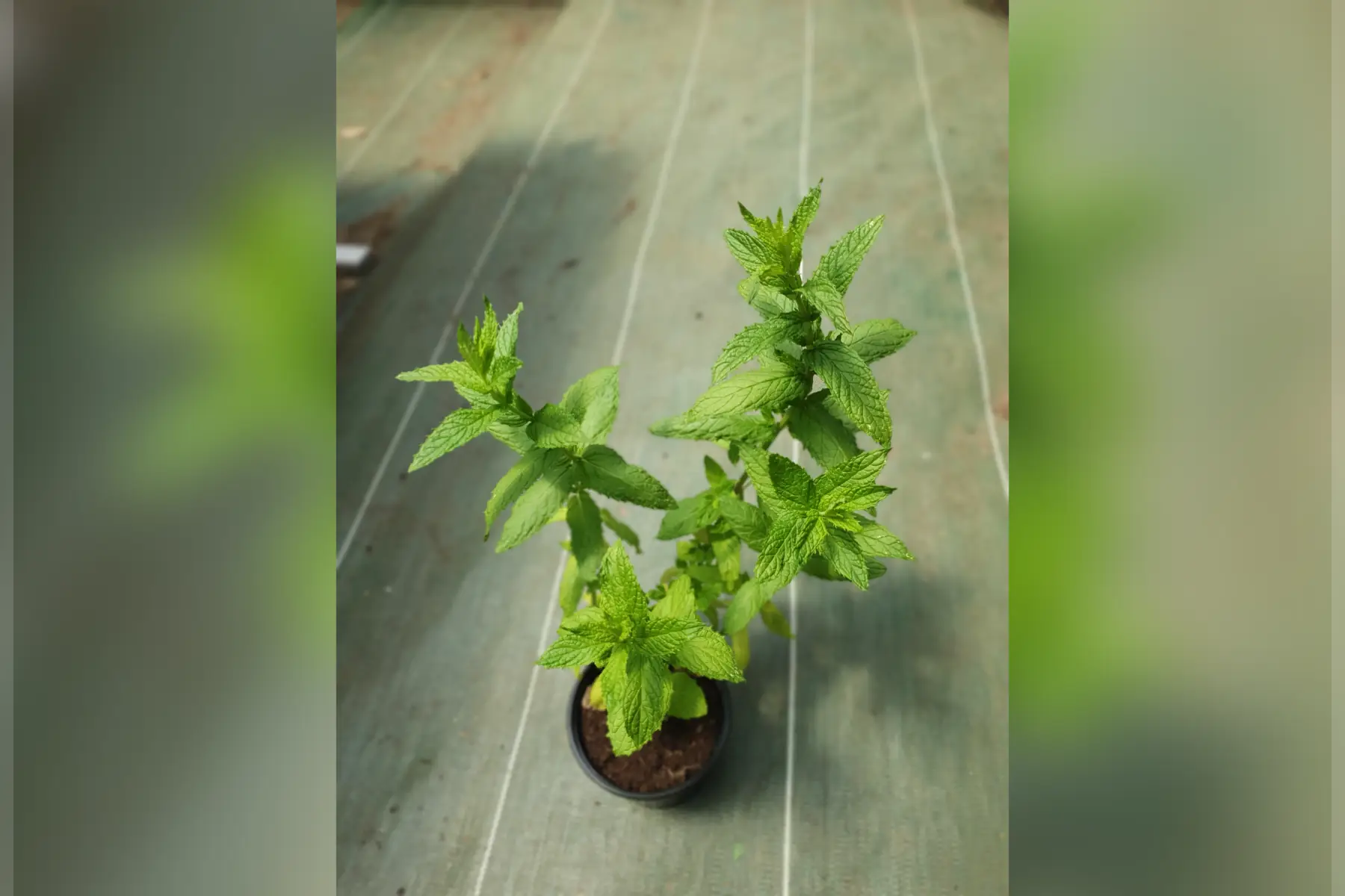 Plant menthe verte PROMO