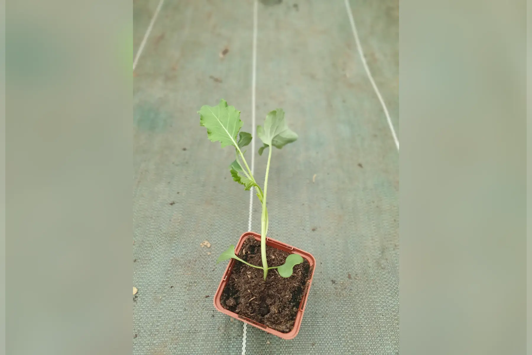 Plant brocoli perpétuel PROMO