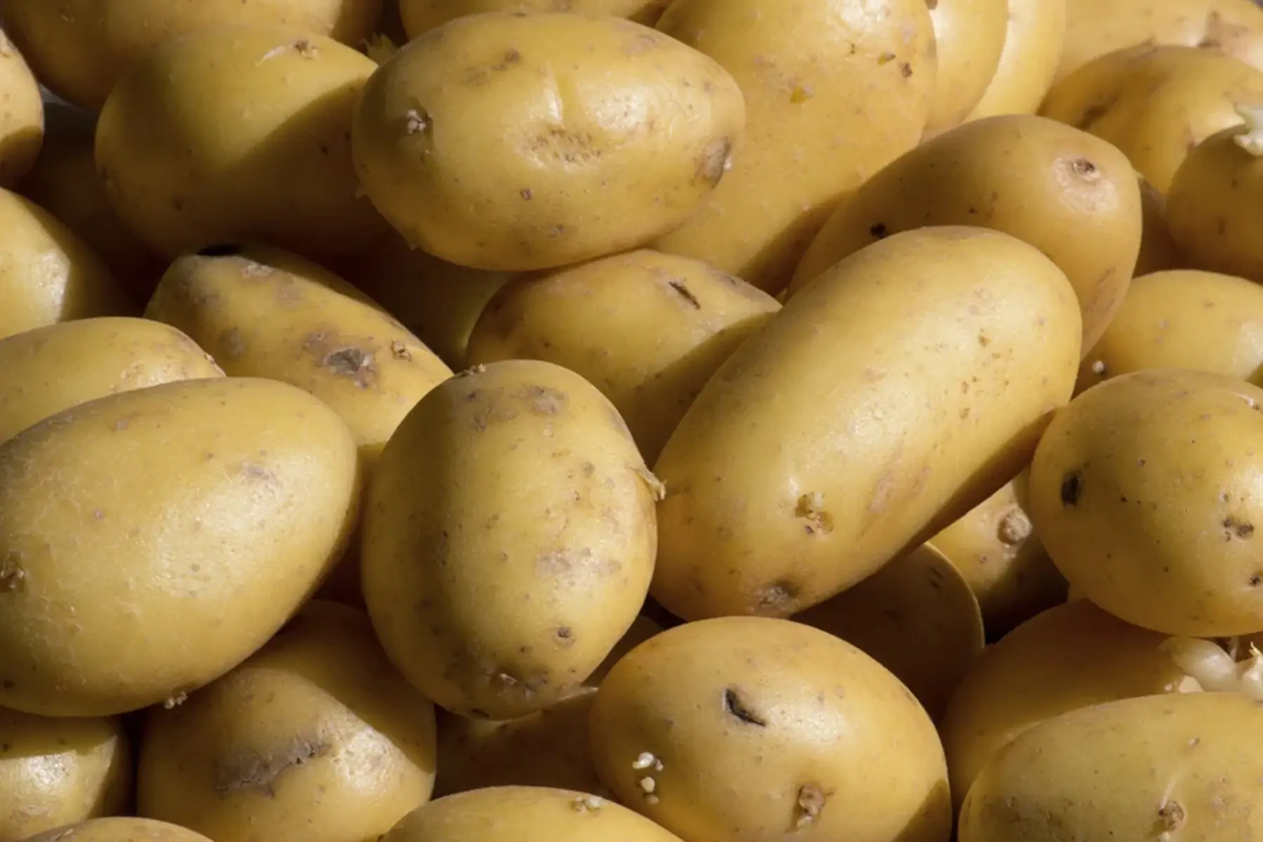 Pommes de terre nouvelles
