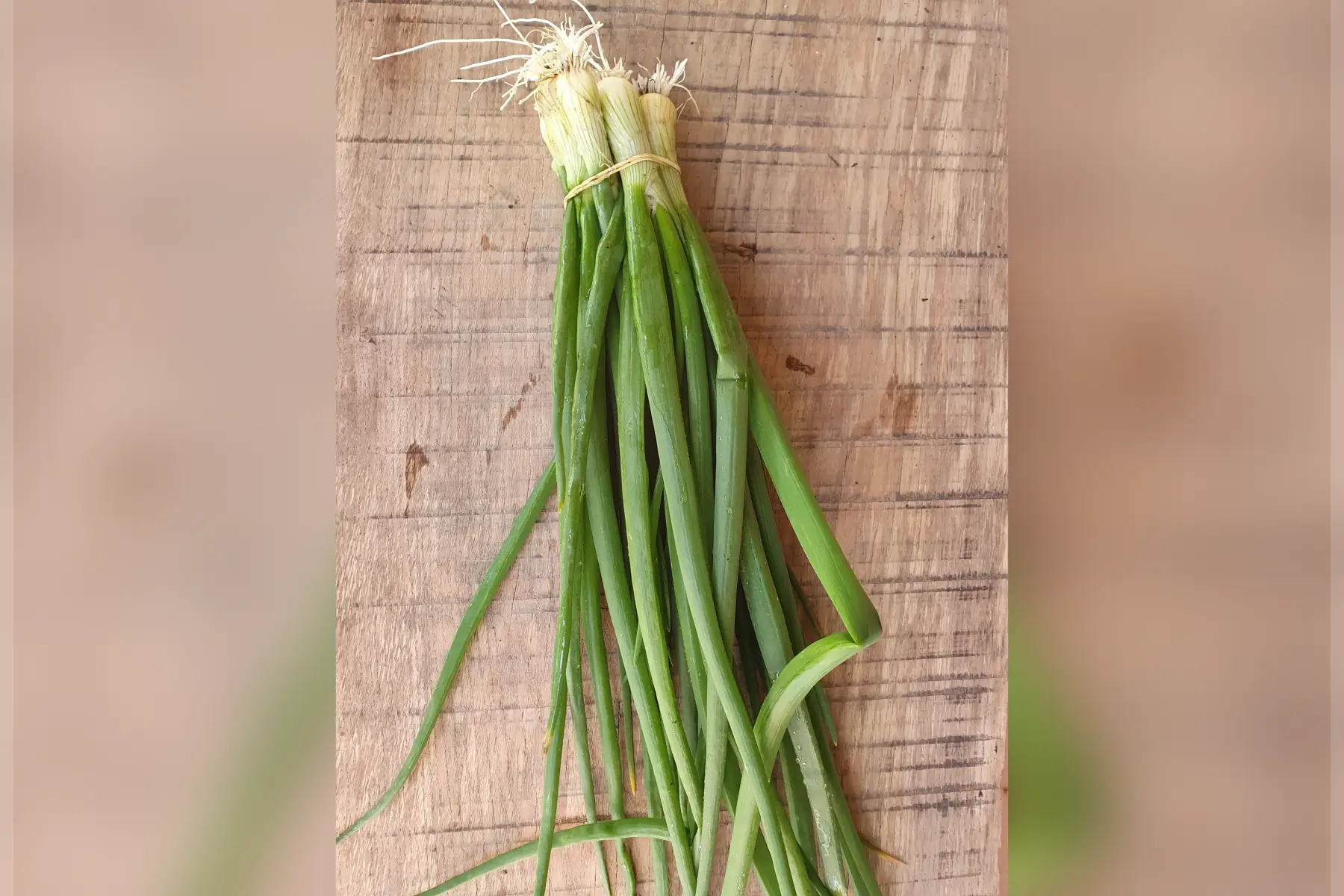 Oignons nouveaux