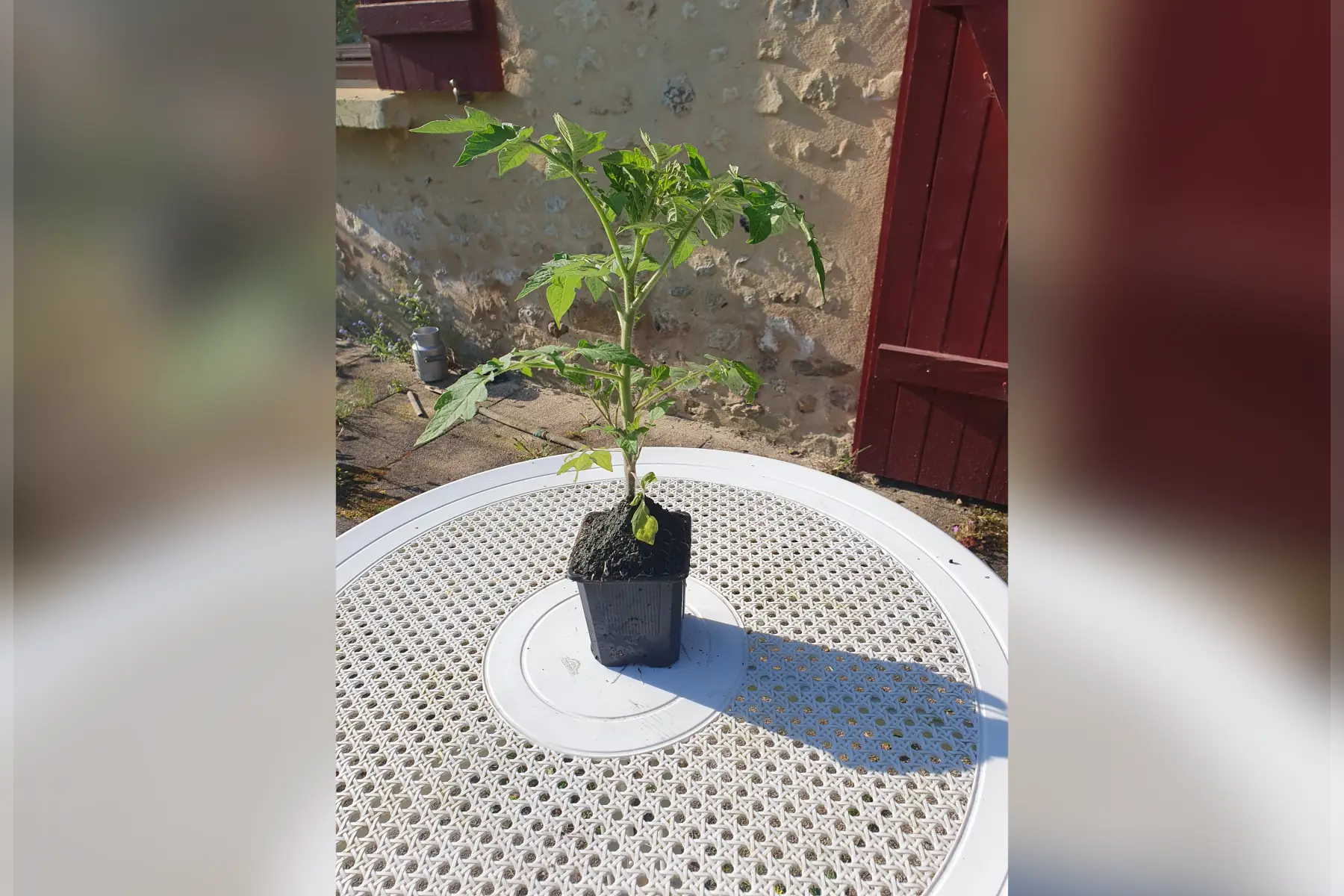 Plant de tomate