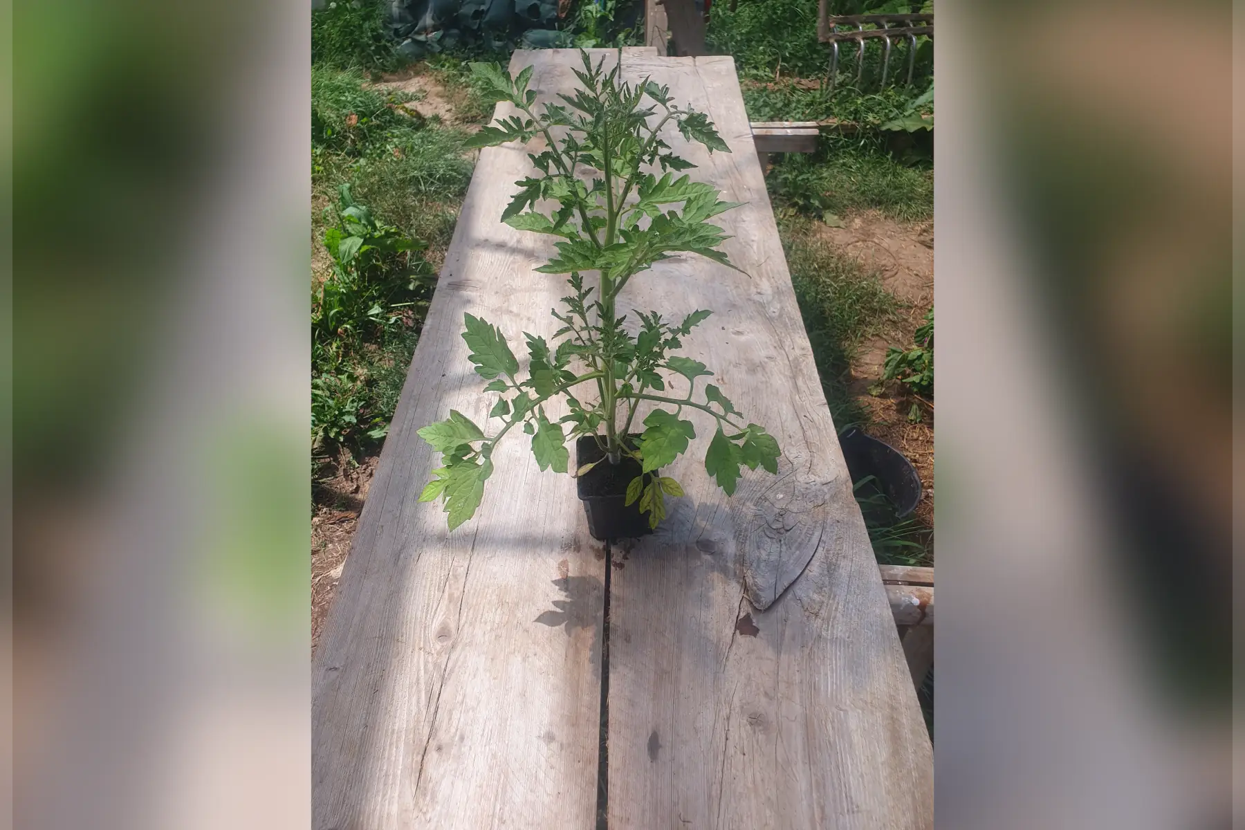 Plant de tomate cerise