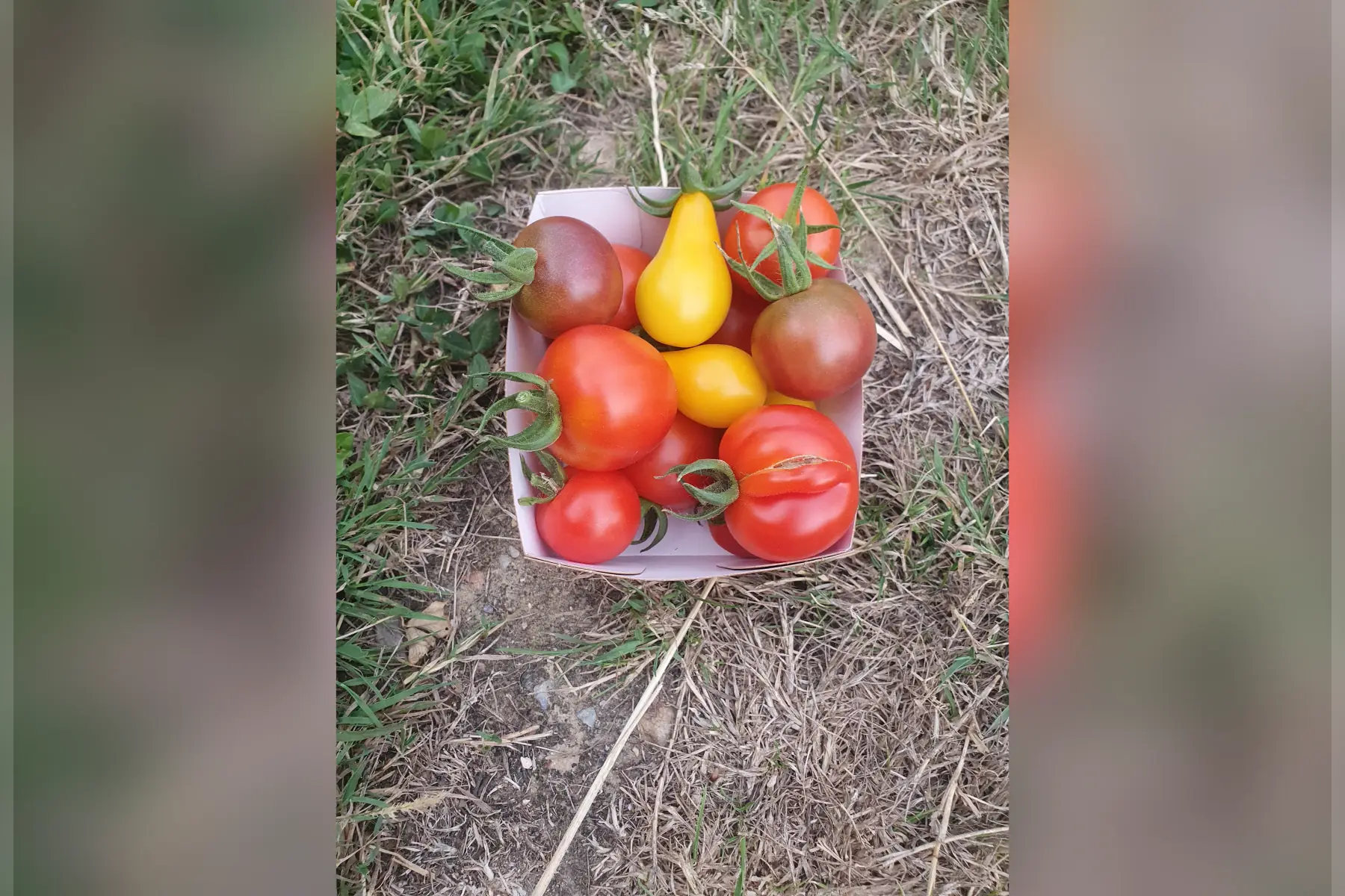 Tomates cerises