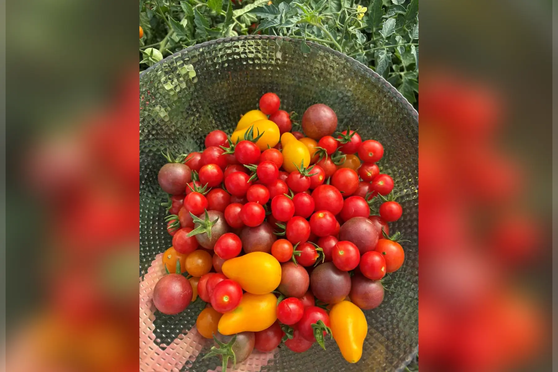 Tomates cerises