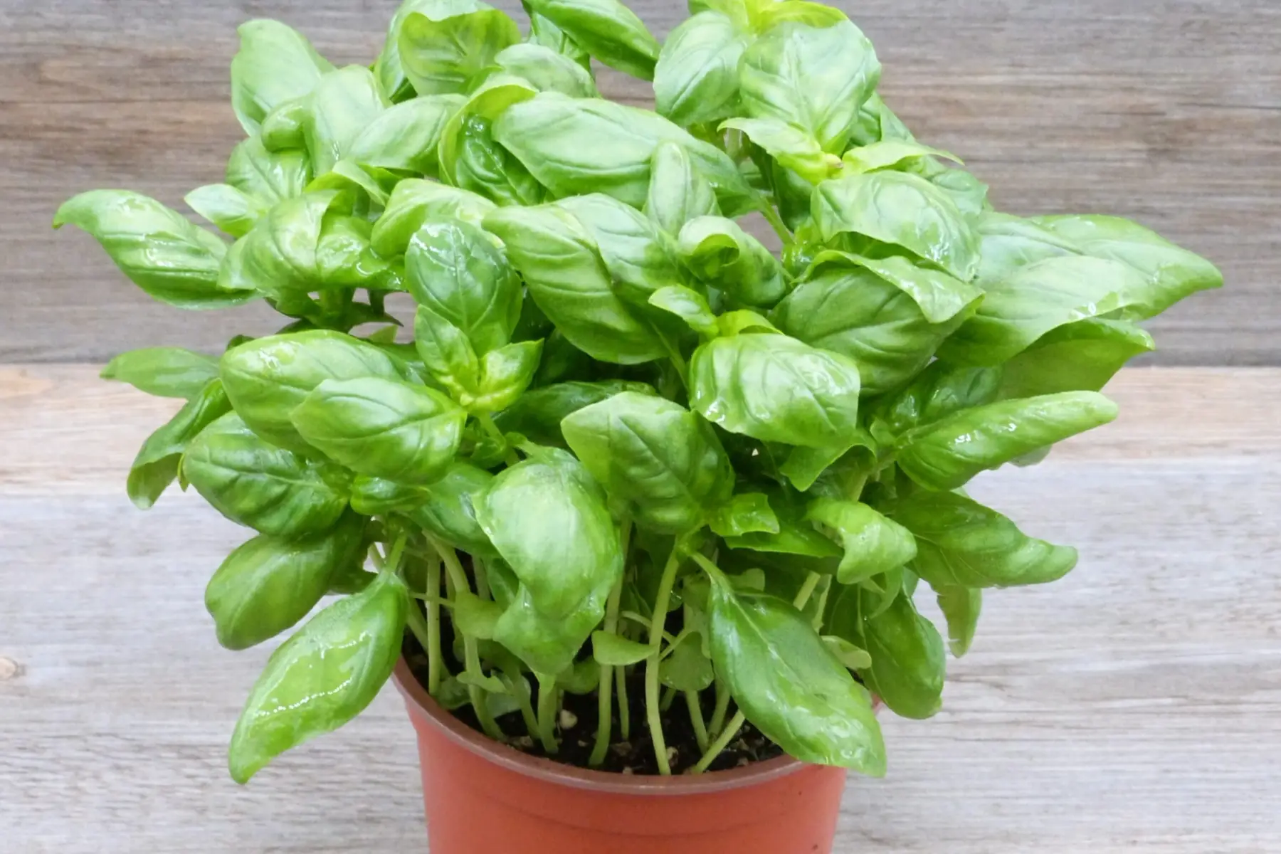 Plant de basilic