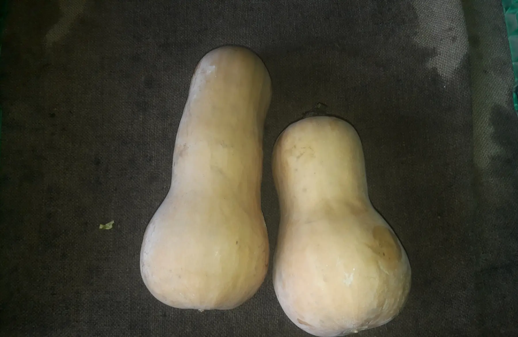 Butternut