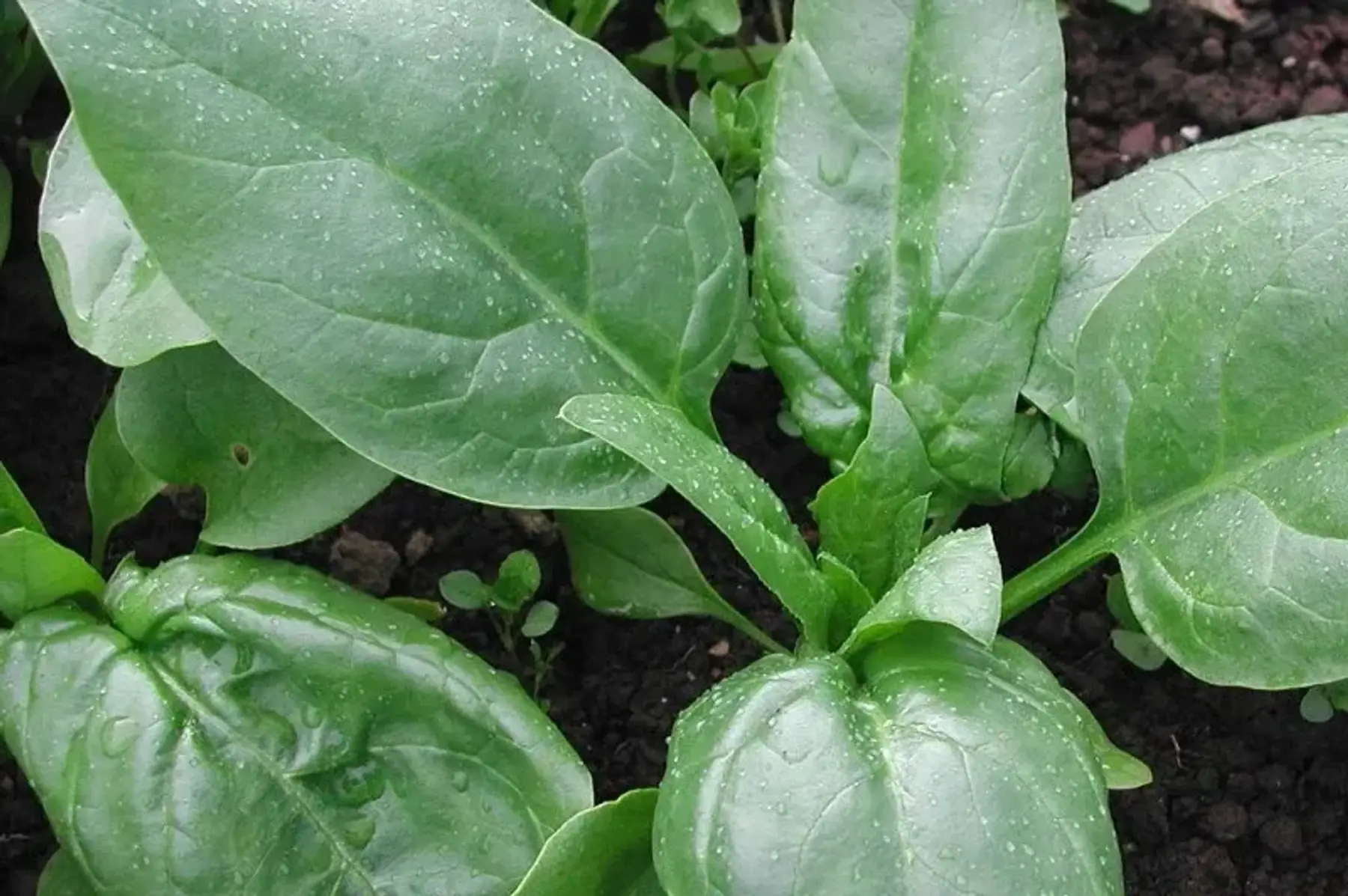 Le champ des Aubépines