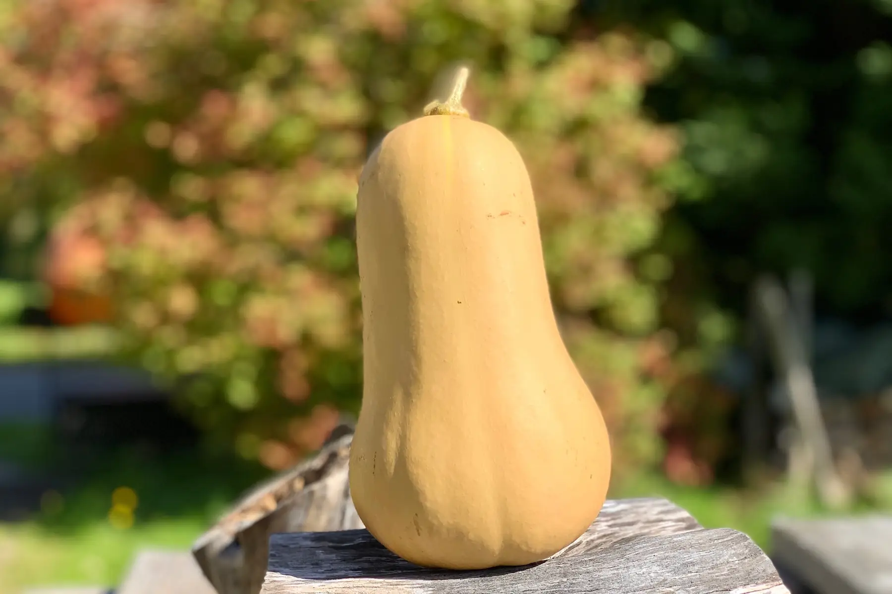 Butternut