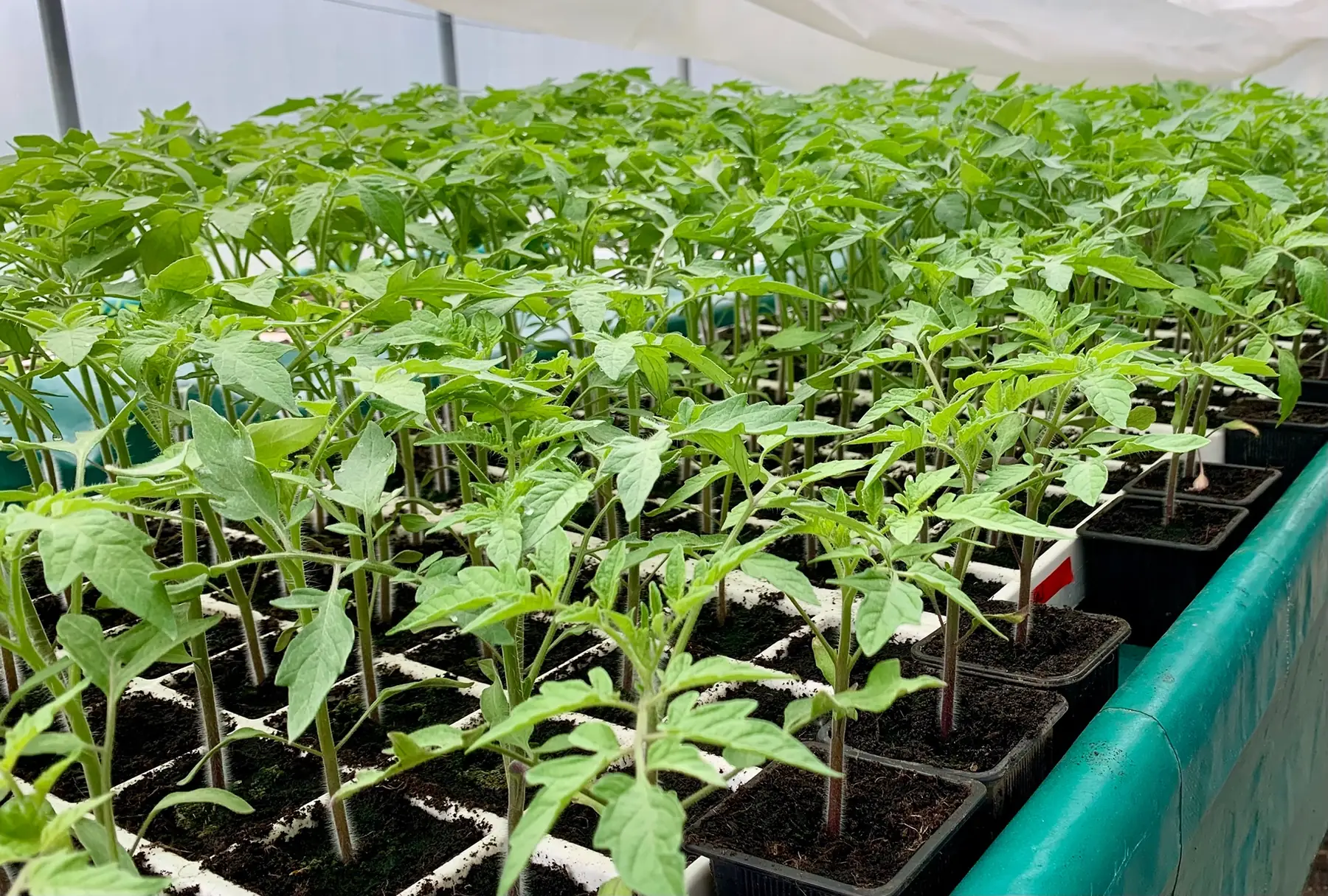 Plant de tomates