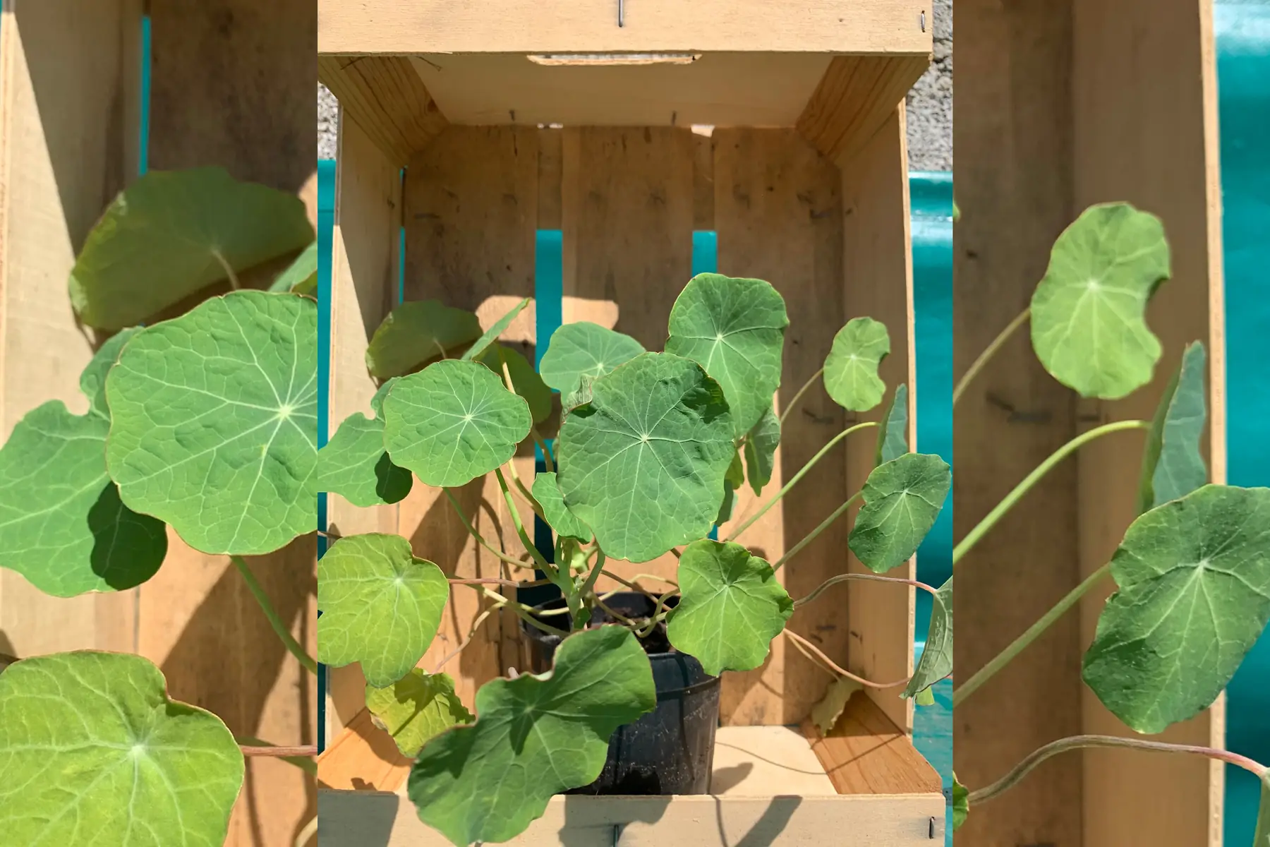 Plant de Capucine