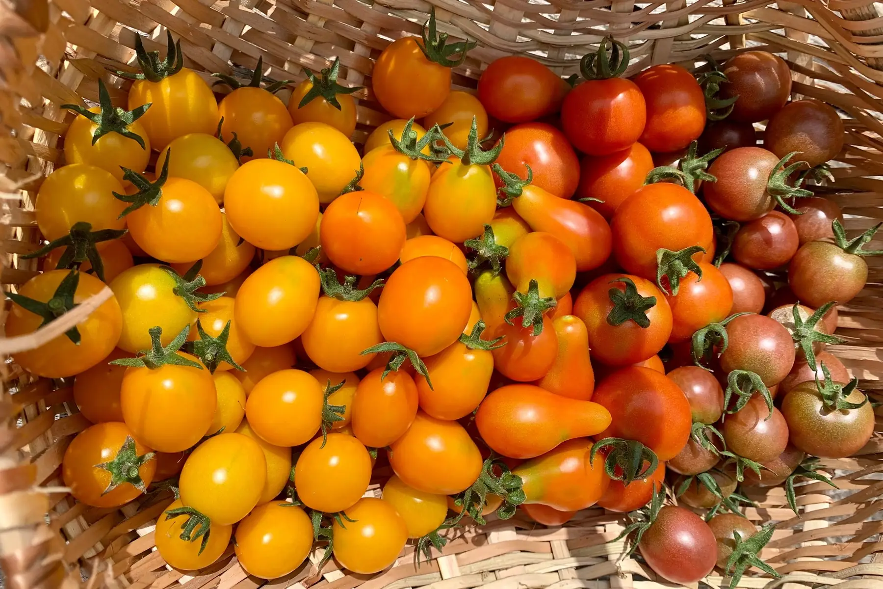 Tomates cerises