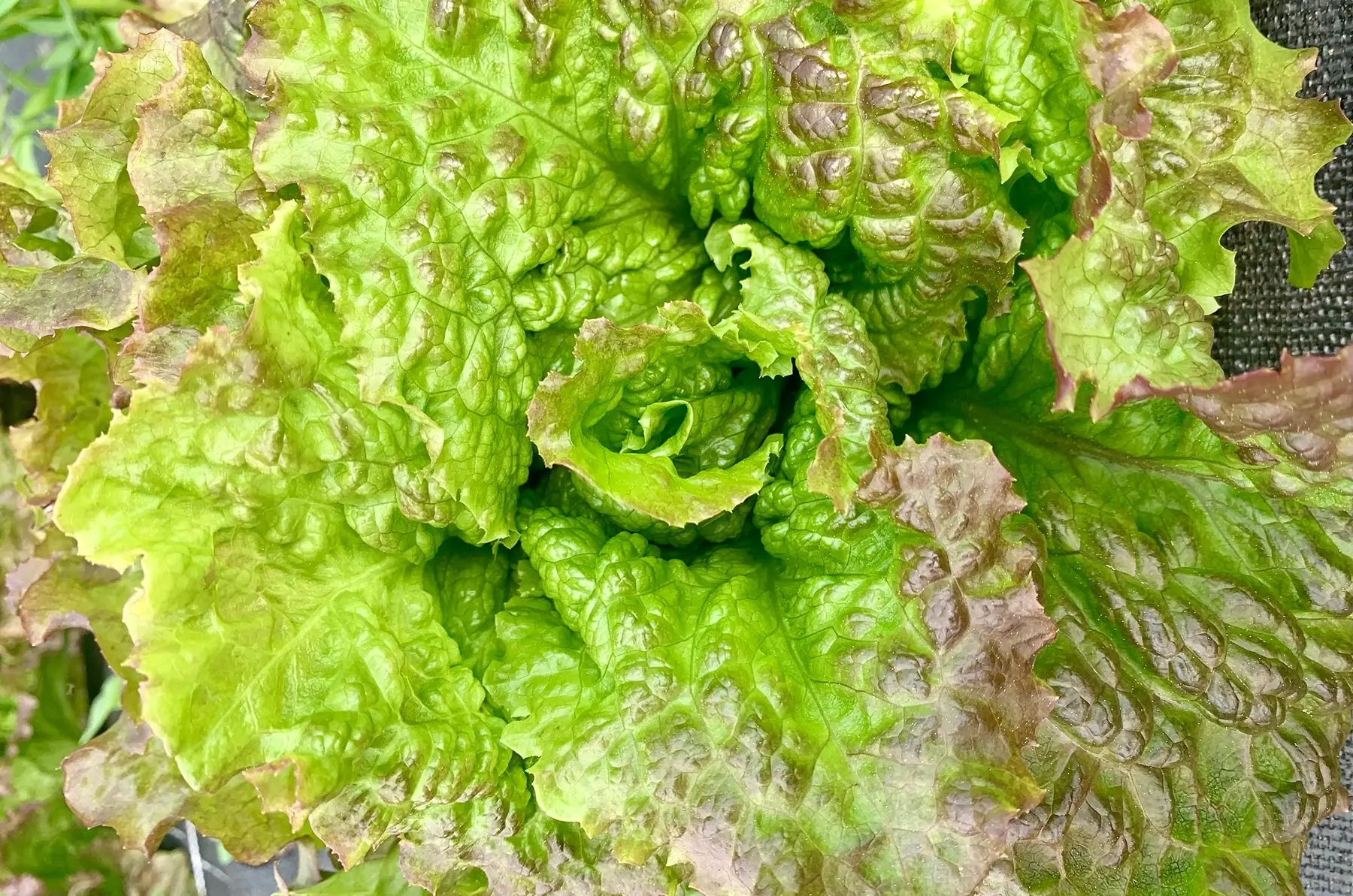 Laitue Grenobloise