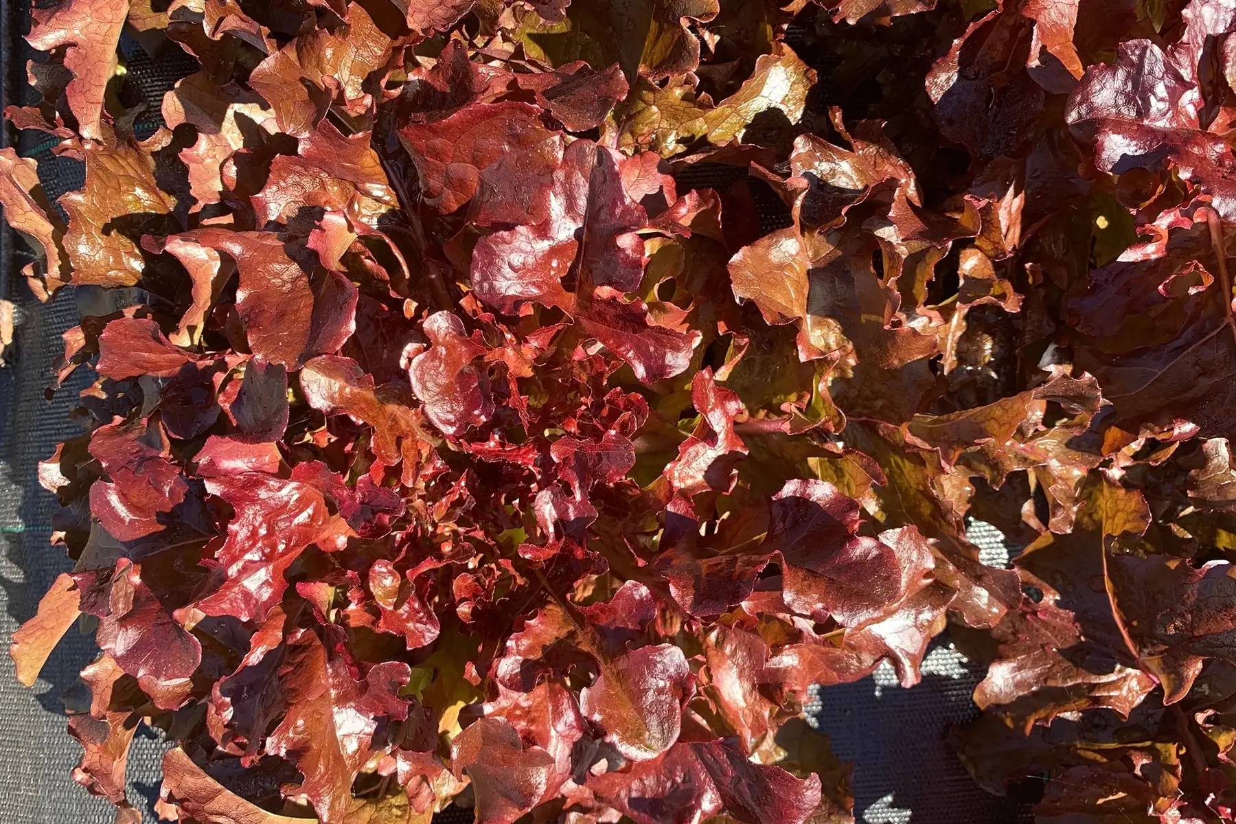 Feuille de chêne rouge