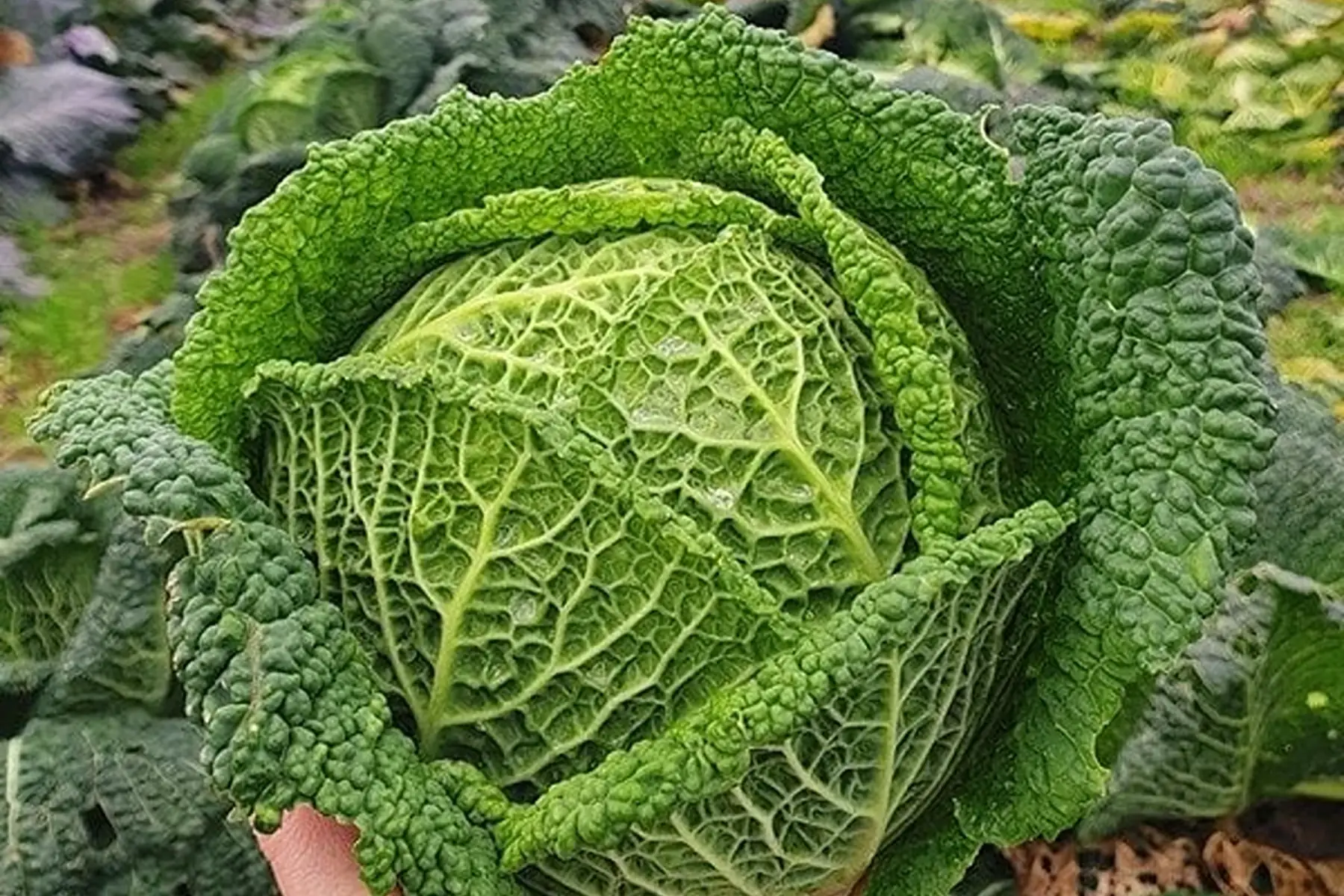 chou milan produit au Jardin