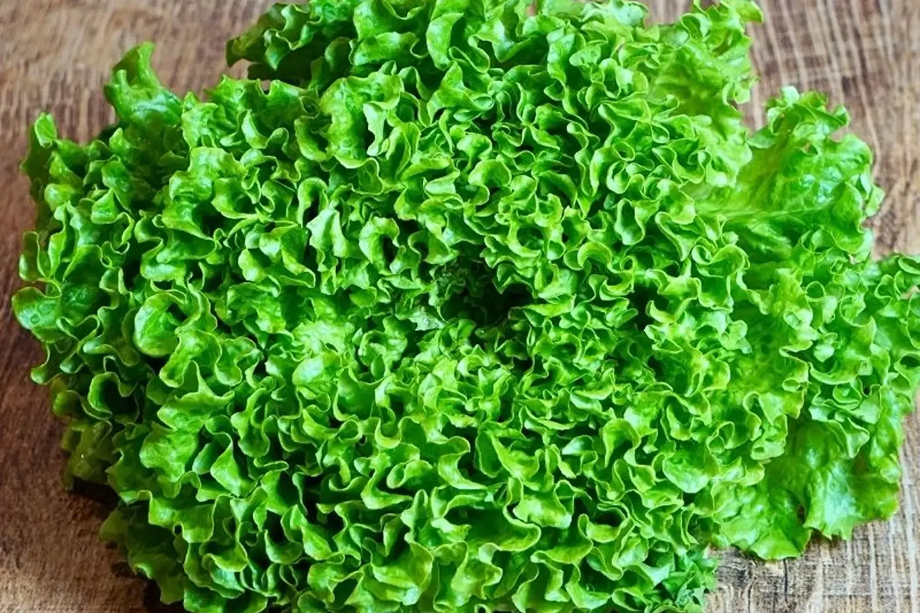 salade - Produit au Jardin